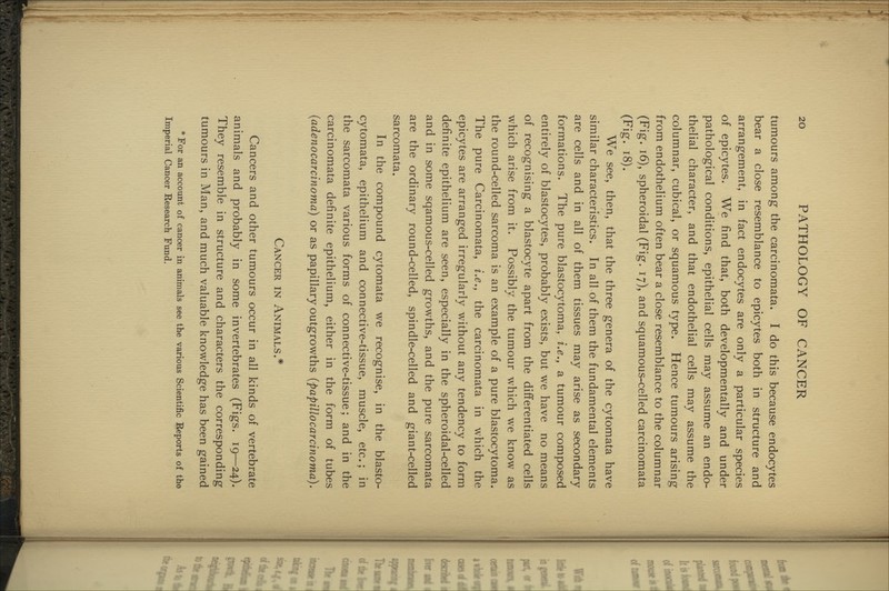 tumours among the carcinomata. I do this because endocytes bear a close resemblance to epicytes both in structure and arrangement, in fact endocytes are only a particular species of epicytes. We find that, both developmentally and under pathological conditions, epithelial cells may assume an endo- thelial character, and that endothelial cells may assume the columnar, cubical, or squamous type. Hence tumours arising from endothelium often bear a close resemblance to the columnar (Fig. i6), spheroidal (Fig. 17), and squamous-celled carcinomata (Fig. 18). We see, then, that the three genera of the cytomata have similar characteristics. In all of them the fundamental elements are cells and in all of them tissues may arise as secondary formations. The pure blastocytoma, i.e., a tumour composed entirely of blastocytes, probably exists, but we have no means of recognising a blastocyte apart from the differentiated cells which arise from it. Possibly the tumour which we know as the round-celled sarcoma is an example of a pure blastocytoma. The pure Carcinomata, i.e., the carcinomata in which the epicytes are arranged irregularly without any tendency to form definite epithelium are seen, especially in the spheroidal-celled and in some sqamous-celled growths, and the pure sarcomata are the ordinary round-celled, spindle-celled and giant-celled sarcomata. In the compound cytomata we recognise, in the blasto- cytomata, epithelium and connective-tissue, muscle, etc.; in the sarcomata various forms of connective-tissue; and in the carcinomata definite epithelium, either in the form of tubes (adenocarcinoma) or as papillary outgrowths {papillocarcinoma). Cancer in Animals.* Cancers and other tumours occur in all kinds of vertebrate animals and probably in some invertebrates (Figs. 19—24). They resemble in structure and characters the corresponding tumours in Man, and much valuable knowledge has been gained *For an account of cancer in animals see the various Scientific Reports of the Imperial Cancer Research Fund.