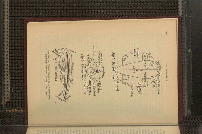 a/rm Bimstrai LirAbi ;. capixt pn^imaL disitcu end ^^'-tauda (tail!! Fi^.3. Dorsal aspect colum-na ^ we.rtt brails X sinistfo L ..Canalis . ntiLraliS cLtx-iraL --aliment a*-If rn Yin I J , limb (mcmbram) X^^S^^ tdnciL Fiao. TransectLon p- ^^o^ Flo. 4 Hemisection Diagrams of Three Aspects of a Vertebrate, ExHiBirmo the most General Features.