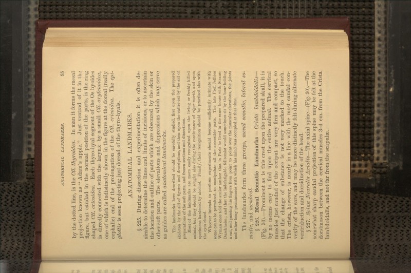 by the dotted line, is the Ctl. thyroidea. In man it forms the mesal projection known as Adam's apple. Just ventrad of it in the figure, but caudad in the normal position of the parts, is the ring shaped Ctl. cricoidea. Each thyro-liyal segment of the Os hyoides is directly connected with the larynx by a small Ctl. arytenoldea, one of which is indistinctly shown in the figure at the dorsal (really cephalic) end of the prolongation of the Ctl. cricoidea. The epi- glottis is seen projecting just dorsad of the thyro-hyals. ANATOMICAL LANDMARKS. § 225. During dissection and experimentation it is often de- sirable to determine the lines and limits of incisions, or to ascertain the location and outline of parts which are obscured by the skin or other soft parts. The elevations and depressions which may serve as guides are called anatomical landmarks. The landmarks here described should be carefully studied, first upon the prepared skeleton by the aid of figures and descriptions, and then upon the entire cat by the aid of preparations of the soft parts, and frozen sections and dissections. Most of the landmarks are more easily recognized upon the living or freshly killed animal, but they should be sought also during the continuance of rigor mortis, and upon specimens hardened by alcohol. Finally, their recognition should be practised also with the eyes closed. Whoever intends to perform experiments should become sufficiently intimate with some cat to be permitted to manipulate all the accessible parts. The late Prof. Jeffries Wyman once told the senior autlior that in Paris he lived in the same house with Straus- Durckheim ; and that the indefatigable felitomist would sometimes sit by tlie hour holding a cat, and i^assing his fingers from point to point over the muscular elevations, the joints and other bony prominences with which his mind was occupied at that time. The landmarks form three groups, mesal somatic, lateral so- matic, and merribral. § 226. Mesal Somatic Landmarks — Crista lamhdoidalis— (Fig. 56).—Prominent as is this crest upon the prepared skull, it is by no means easy to find upon the entire animal. The cervical muscles just caudad of the occiput are very firm and compact, so that the change of substance is not very marked to the touch. The crista, however, is nearly in a line with the most caudal con- vexity of the ears, and may be more distinctly felt during alternate ventriduction and dorsiduction of the head. § 227. Spina Neiiralis Axialis—The axial spine—(Fig. 30).—The somewhat sharp caudal projection of this spine may be felt at the dorsimeson between the cervical muscles 3-4 cm. from the Crista lambdoidalis, and not far from the scapulae.