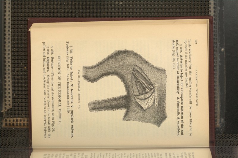 lately necessary, l)iit the smaller vessels will be more likely to be injected if the muscles are flexible. § 350. Arteries to Inject for a Complete Ipjection of the Ani- mal, named in order of Desirability : A. femoralis, A. carotidea, Aorta (Fig. 39, 101). Fig. 39.—Femoral Vessels ; x .5. § 351. Veins to Inject: V. femoralis, V. jugularis externa, Fostcava (Fig. 101). As to Cleanliness, see § 199. INJECTION OF THE FEMORAL VESSELS. § 352. Postiure.—Place the cat dorsicumbent, as in Fig. 76. § 353. Exposure.—Grasp the meros close to the trunk with the pollex and index, and \hefemur will be felt in an interval between