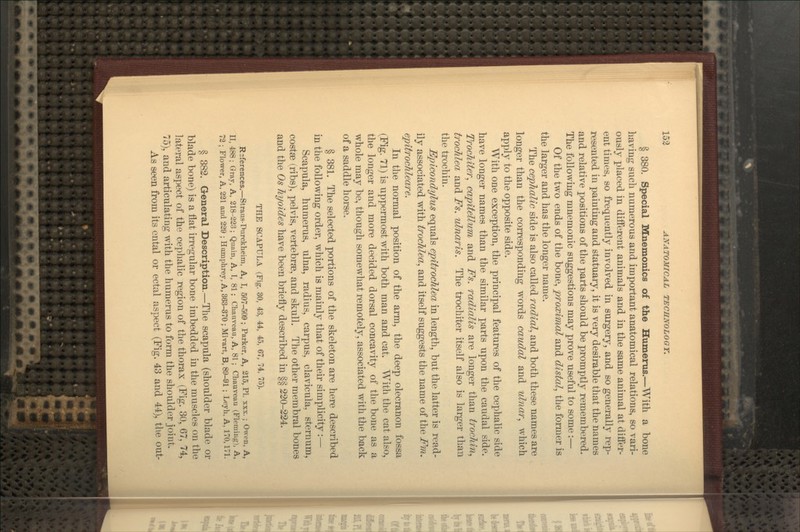 § 380. Special Mnemonics of the Humerus.—With a bone having such numerous and important anatomical relations, so vari- ously placed in different animals and in the same animal at differ- ent times, so frequently involved in surgery, and so generally rep- resented in painting and statuary, it is very desirable that the names and relative positions of the parts should be promptly remembered. The following mnemonic suggestions may prove useful to some:— Of the two ends of the bone, proxiTnal and distal, the former is the larger and has the longer name. The cephalic side is also called radial, and both these names are longer than the corresponding words caudal and ulnar, which apply to the opposite side. With one exception, the principal features of the cephalic side have longer names than the similar parts upon the caudal side. Trochiter, capitellum and Fs. radialis are longer than trocMn, trochlea and Fs. ulnar is. The trochiter itself also is larger than the trochin. Epicondylus equals epitrochlea in length, but the latter is read- ily associated with trochlea, and itself suggests the name of the Fm. epitrochleare. In the normal position of the arm, the deep olecranon fossa (Fig. 71) is uppermost with both man and cat. With the cat also, the longer and more decided dorsal concavity of the bone as a whole may be, though somewhat remotely, associated with the back of a saddle horse. § 381. The selected portions of the skeleton are here described in the following order, which is mainly that of their simplicity:— Scapula, humerus, ulna, radius, carpus, clavicula, sternum, costse (ribs), pelvis, vertebrae, and skull. The other raembral bones and the Os hyoides have been briefly described in §§ 220-224. THE SCAPULA (Fig. 30, 43, 44, 4.5, 67, 74, 75). Rsferences.—Straus-Dorcklieim, A, I, 507-^09; Parker, A, 215, PI. xxx. ; Owen, A, II, 488; Gray, A, 218-223; Quain, A, I, 81; Chanveau, A, 81 ; CLauveau (Flemiug), A, 72 ; Flower, A, 221 and 229 ; Hamphrey, A, 363-370; Mivart, B, 89-91 ; Leyh. A, 170,171. § 382. General Description.—The scapula (shoulder blade or blade bone) is a flat irregular bone imbedded in the muscles on the lateral aspect of the cephalic region of the thorax (Fig. 30, 67, 74, 75), and articulating with the humerus to form the shoulder joint. As seen from its ental or ectal aspect (Fig. 43 and 44), the out-