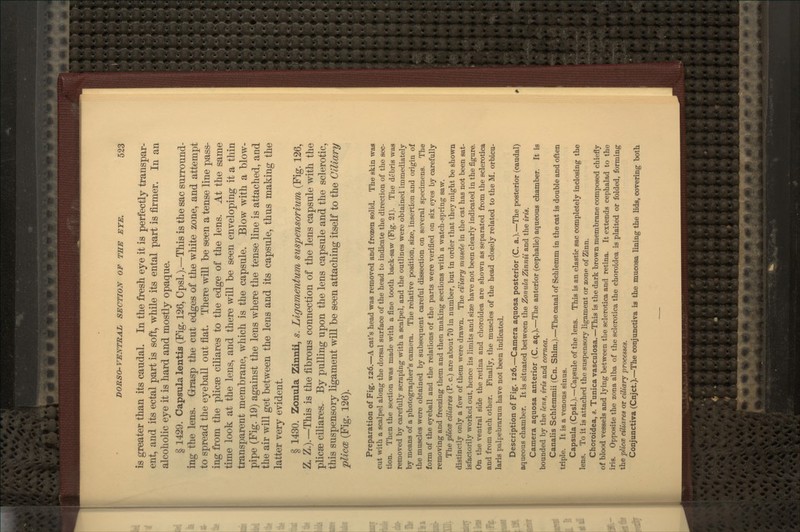 is greater than its caudal. In the fresh eye it is perfectly transpar- ent, and its ectal part is soft, while its ental part is firmer. In an alcoholic eye it is hard and mostly opaque. § 1429. Capsula lentis (Fig. 126, Cpsl.).—This is the sac surround- ing the lens. Grasp the cut edges of the white zone, and attempt to spread the eyeball out flat. There will be seen a tense line pass- ing from the plicae ciliares to the edge of the lens. At the same time look at the lens, and there will be seen enveloping it a thin transparent membrane, which is the capsule. Blow with a blow- pipe (Fig. 19) against the lens where the tense line is attached, and the air will get between the lens and its capsule, thus making the latter very evident. § 1430. Zonula Zinnli, s. Ligamentum suspensorium (Fig. 126, Z. Z.).—This is the fibrous connection of the lens capsule with the plicae ciliares. By pulling upon the lens capsule and the sclerotic, this suspensory ligament win be seen attaching itself to the Ciliary pUccB (Fig. 126). Preparation of Fig. 126,—A cat's head was removed and frozen soHd. The skin was cut with a scalpel along the dorsal surface of the head to indicate the direction of the sec- tion. Then the section was made with a fine tooth back-saw (Fig. 21). Tlie debris was removed by carefully scraping with a scalpel, and the outlines were obtained immediately by means of a photographer's camera. The relative position, size, insertion and origin of the muscles were obtained by subsequent careful dissection on several specimens. The form of the eyeball and the relations of the parts were verified on six eyes by carefully removing and free2dng them and then making sections with a watch-spring saw. The pliccB ciliares (P. c.) are about 70 in number, but in order that they might be shown distinctly only a few of them were drawn. The cilia/ry muscle in the cat has not been sat- isfactorily worked out, hence its limits and size have not been clearly indicated in the figure. On the ventral side the retina and choroidea are shown as separated from the sclerotica and from each other. Finally, the muscles of the head closely related to the M. orbicu- laris palpebrarum have not been indicated. Description of Fig. 126.—Camera aquosa posterior (C. a.).—The posterior (caudal) aqueous chamber. It is situated between the Zonula Zinnii and the iris. Camera aquosa anterior (C. aq.).—The anterior (cephalic) aqueous chamber. It is bounded by the lens, iris and cornea. Canalis Schlemmii (Cn. Shim.).—The canal of Scblemm in the cat is double and often triple. It is a venous sinus. Capsula (Cpsl.).—Capstde of the lens. This is an elastic sac completely inclosing the lens. To it is attached the suspensory ligament or zone of Zinn. Choroidea, s. Tunica vasculosa.—This is the dark brown membrane composed chiefly of blood vessels and lying between the sclerotica and retina. It extends cephalad to the iris. Opposite the zona alba of the sclerotica the choroidea is plaited or folded, forming the plicce ciliares or ciliary processes. Conjuncti7a (Cnjct.).—The conjonctiva is the mucosa lining the lids, covering both