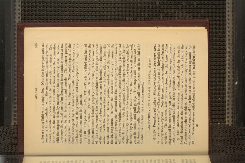 Tinder a strong light with a magnifier. Note the larger part with its concavity for articulation with the malleus and, extending ventro- mesad, a slender process which articulates with the stapes. Con- tinue to use the magnifier, and with a tracer sever the connection with the stapes; then, by moving the incus slightly, it will be seen to occupy the caudal part of an elongated fossa caudo-laterad of the one occupied by the tensor tympani muscle. The shorter process (fang) is held in position by a ligament. The cephalic part of the fossa is occupied by the head of the malleus. Carefully nip away the lateral wall of the tympanum and fully expose the longer pro- cess of the incus and its ligament. § 1438. Stapes, stirrup (Fig. 127).—This is the third and last of the chain of bones. (The so called Os lenticulare between the stapes and incus belongs properly to the incus.) The narrow part of the stapes, termed the head, articulates with the longer process of the incus, and its broader part or base is inserted into the foramen ovale. With the tracer or forceps move the bone slightly from side to side, and there will be seen passing caudo-laterad the tendon of the M. stapedius. Remove the lateral wall of the tympanum, the mastoid process, etc., around the Fm. stm. (Fig. 57), and the muscle will be seen to originate near the aquseductus Fallopii (§ 506) entad of the 7th nerve. On the prepared skull the space occupied by the stapedius may be seen to be separated from the fossa occupied by the incus by a septum of bone. After the muscle is well made out, grasp its tendon and pull gently. The stapes will be drawn out of the fenestra ovalis. Note the small bony jDrocess on the caudal side to which is attached the stapedius muscle. LABYRINTHUS «. AURIS ENTALIS (INTERNA). (Fig. 127.) § 1439. Fenestra rotunda s. Fenestra cochlece ; Fenestra ova- lis s. Fenestra nestibuU.—These two gateways to the labyrinth have already been exposed. Note the membrane covering the fenestra cochleae. The fenestra vestibuli was closed by the base of the stapes and its connecting soft parts. These foramina open respect- ively on the summit and side of the cylindrical cochlear eminence. § 1440. Cochlea.—The cochlea is situated mainly in the cylin- drical elevation at the caudo-lateral aspect of which is found the Fenestra rotunda s. cochleae. It consists obviously of the tapering canals (scalas) separated by a lamina of bone (lamina spiralis, Fig. 128). These scalee are coiled about a central piece (modiolus), some- 34