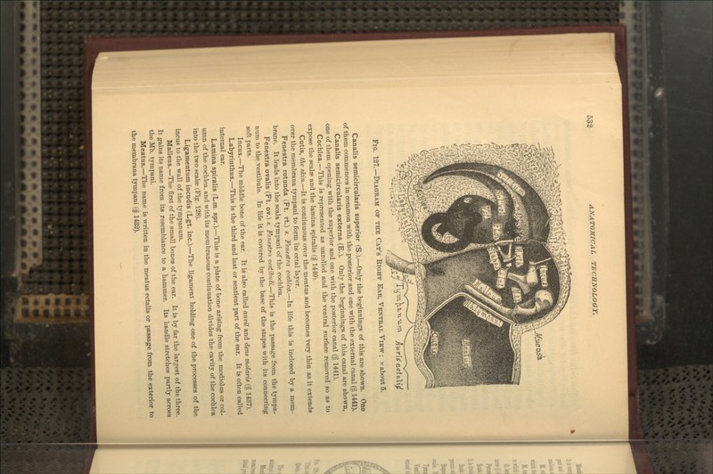 Fig. 127.—Diagram of the Cat's Right Ear, Ventral View ; x about 5. Canalis semicircularis superior (S.).—Only the beginnings of this are shown. One of them commences in common with the posterior and one with the external canal (§ 1441). Canalis semicircularis externa (E.). Only the beginnings of this canal are shown, one of them opening with the superior and one with the posterior canal (§ 1441). Cochlea.—This is represented as unrolled and the ventral surface removed so as to expose the scalae and the lamina spiralis (§ 1440). Cutis, the skin.—It is continuous over the meatus and becomes very thin as it extends over the membrana tympani to form its ectal layer. Fenestra rotunda (Ft. rt.) a. Fenestra cochlea.—In life this is inclosed by a mem- brane. It leads into the scala tympani of the cochlea. Fenestra ovalis (Ft. ov.) s. Fenestra vestibuli.—This is the passage from the tympa- nuni to the vestibule. In life it is covered by the base of the stapes with its connecting soft parts. Incus.—The middle bone of the ear. It is also called antU and dens molaris (§ 1437). Labyrinthus.—This is the third and last or sentient part of the ear. It is often called internal ear. Lamina spiralis (Lm. spr.).—This is a plate of bone arising from the modiolus or col- umn of the cochlea, and with its membranous continuation divides the cavity of the cochlea into the two scalse (Fig. 128). Ligamentum incudis (Lgft. inc.).—The ligament holding one of the processes of the incus to the wall of the tympanum. Malleus.—The first of the small bones of the ear. It is by far the largest of the three. It gains its name from its resemblance to a hammer. Its handle stretches partly across the Mb. tympani. Meatus.—The name is written in the meatus ectalis or passage from the exterior to the membrana tympani (§ 1432).