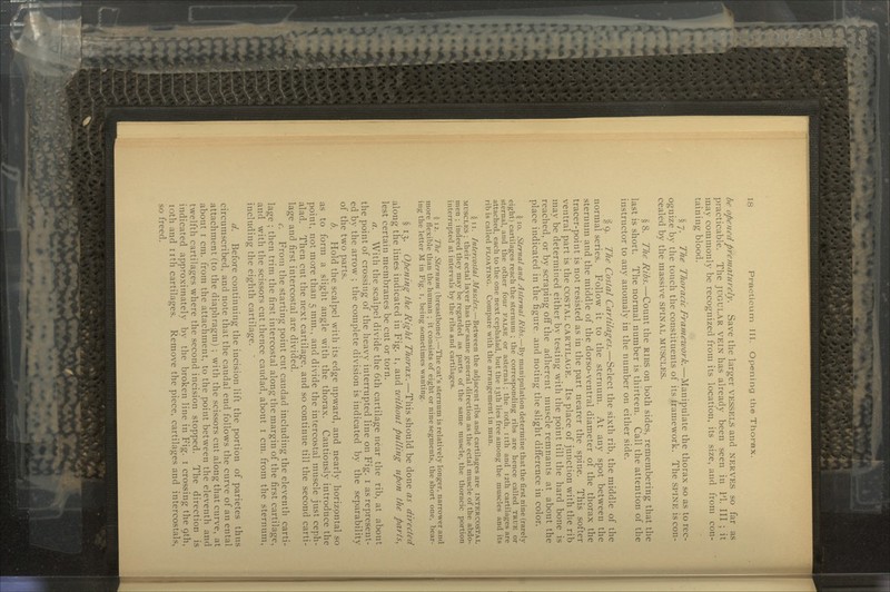 be opened prematurely. Save the larger VESSELS and NERVES so far as practicable. The JUGULAR VEIN has already been seen in PI. Ill ; it may commonly be recognized from its location, its size, and from con- taining blood. $ 7. The Thoracic Framework.—Manipulate the thorax so as to rec- ognize by the touch the constituents of its framework. The SPINE is con- cealed by the massive SPINAL MUSCLES. §8. The Ribs.—Count the RIBS on both sides, remembering that the last is short. The normal number is thirteen. Call the attention of the instructor to any anomaly in the number on either side. §9. The Costal Cartilages.—Select the sixth rib, the middle of the normal series. Follow it to the sternum. At any spot between the sternum and the middle of the dorso-ventral diameter of the thorax the tracer-point is not resisted as in the part nearer the spine. This softer ventral part is the COSTAL CARTILAGE. Its place of junction with the rib may be determined either by testing with the point till the hard bone is reached, or by scraping off the adherent muscle remnants at about the place indicated in the figure, and noting the slight difference in color. \ 10. Sternal and Asternal Ribs.—By manipulation determine that the first nine (rarely eight) cartilages reach the sternum ; the corresponding ribs are hence called TRUE or sternal, and the other four FALSE or asternal; the loth, nth and i2th cartilages are attached, each to the one next cephalad, but the i3th lies free among the muscles and its rib is called FLOATING. Compare with the arrangement in man. \ 11. Intercostal Muscles.—Between the adjacent ribs and cartilages are INTERCOSTAL MUSCLES ; their ectal layer has the'same general direction as the ectal muscle of the abdo- men ; indeed they may be regarded as parts of the same muscle, the thoracic portion interrupted at intervals by the ribs and cartilages. \ 12. The Sternum (breastbone).—The cat's sternum is relatively longer, narrower and more flexible than the human ; it consists of eight or nine segments, the short one, bear- ing the letter M in Fig. i, being sometimes wanting. S 13. Opening the Right Thorax.—This should be done as directed along the lines indicated in Fig. i, and without pulling upon the parts, lest certain membranes be cut or torn. a. With the scalpel divide the 6th cartilage near the rib, at about the point of crossing of the heavy interrupted line on Fig. i as represent- ed by the arrow ; the complete division is indicated by the separability of the two parts. b. Hold the scalpel with its edge upward, and nearly horizontal so as to form a slight angle with the thorax. Cautiously introduce the point, not more than 5 mm., and divide the intercostal muscle just ceph- alad. Then cut the next cartilage, and so continue till the second carti- lage and first intercostal are divided. c. From the starting point cut catidad including the eleventh carti- lage ; then trim the first intercostal along the margin of the first cartilage, and with the scissors cut thence caudad, about i cm. from the sternum, including the eighth cartilage. ' d. Before continuing the incision lift the portion of parietes thus circumscribed, and note that the caudal end follows the curve of an ental attachment (to the diaphragm) ; with the scissors cut along that curve, at about r cm. from the attachment, to the point between the eleventh and twelfth cartilages where the second incision stopped. The direction is indicated approximately by the broken line in Fig. i crossing the gth, mth and irth cartilages. Remove the piece, cartilages and intercostals, so freed.