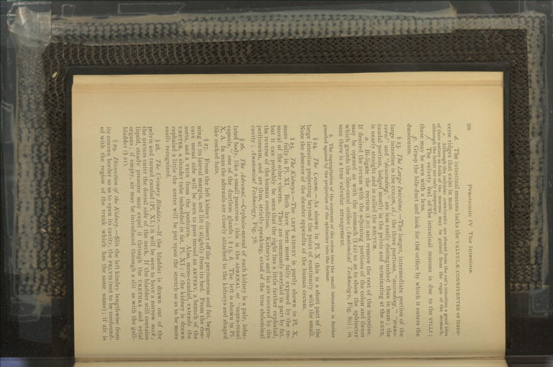 d. The intestinal mucosa lacks the VALVUL^ CONNIVENTES or trans- verse ridges that exist in man. e. Although the valvulae conniventes are absent from the cat's intestine a good idea of their nature as folds of the mucosa may be gained from the rugae of the stomach, although the latter are only temporary. f. The velvety feel of the intestinal mucosa is due to the VILLI ; these may be seen with a lens. g. Grasp the bile-duct and look for the orifice by which it enters the duodenum. § 23. The Large Intestine,—The longer, intermediate portion of the large intestine is the COLON, cl.; the three portions, ^ascending  trans- verse and ^descending•, are less easily distinguished than in man ; the caudal portion, lodged mostly in the pelvis and terminating at the ANUS, is nearly straight and is called the RECTUM. a. Bi-ligate the rectum (§ 20) and remove the rest of the intestine. If desired the cecum with the adjoining portions of the colon and ilenni may be opened as with the stomach (§ 22) so as to show the sphincter which guards the ileo-cecal orifice (Anatomical Technology, Fig. 80) ; in man there is a true valvular arrangement. b. The regurgitation of the contents of the colon into the small intestine is further guarded against by the projection of the sphincter into the former. §24. The Cecum.—As shown in PI. X this is a short part of the large intestine projecting beyond the point of continuity with the small. Note the absence of the slender appendix of the human cecum. §25. The Kidneys.—The LEFT KIDNEY is partly shown in PL X, more fully in PL XL Both have been more fully exposed by the re- moval of the other viscera. They are commonly overlaid in part by fat, but it can probably be seen that the right lies a little farther cephalad, the reverse of the human condition. Kidneys and fat are covered by the peritoneum, and are thus, strictly speaking, ectad of the true abdominal cavity ; Anatomical Technology, Fig. 78. § 26. The Adrenal.—Cephalo-mesad of each kidney is a pale, lobu- lated body, like a small pancreas ; this is the ADRENAL or l'supra-renal capsule, one of the ductless glands ; § 15, b. The left is shown in PL X, A. In man the adrenals are closely attached to the kidneys and shaped like cocked hats. § 27. From the left kidney dissect off the peritoneum and fat, begin- ning at its lateral margin, and lift it slightly from its bed. From the Con- cave mesal side will be seen to pass mesad an ARTERY, a branch of the aorta, and a VEIN from the postcava. Also, meso-caudad, extends the URETER, a slender tube imbedded in fat, PL XI ; if the kidney is drawn cephalad a little the ureter will be put upon the stretch so as to be more easily recognized. §28. The Urinary Bladder.—If the bladder is drawn out of the pelvis and turned caudad (PL XI,) it will be seen to have a narrow neck ; the ureters enter the dorsal side of the neck. If the bladder still contains liquid, steady pressure may expel it through the URETHRA and ectal organs ; if empty, air may be introduced through a slit as with the gall- bladder (§ 21). >; 29. Dissection of the I\idney.—Slit the left kindey lengthwise from its convex border so as to open its cavity, the PELVIS (not to be confound- ed with the region of the trunk which has the same name) ; if air is
