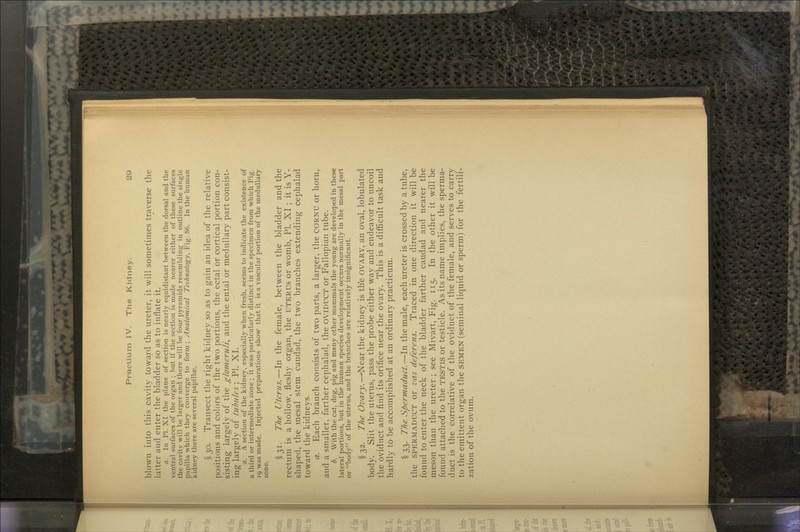 blown into this cavity toward the ureter, it will sometimes traverse the latter and enter the bladder so as to inflate it. a. In PI. XI the plane of section is nearly equidistant between the dorsal and the ventral surfaces of the organ ; but if the section is made nearer either of these surfaces the cavity will be larger and there will be four pyramids resembling in outline the single papilla which they converge to form ; Anatomical Technology, Fig. 86. In the human kidney there are several papillae. §30. Transect the right kidney so as to gain an idea of the relative positions and colors of the two portions, the ectal or cortical portion con- sisting largely of the glomeruli^ and the ental or medullary part consist- ing largely of tubules ; PI. XI. a. A section of the kidney, especially when fresh, seems to indicate the existence of a third or intermediate zone ; it was particularly distinct in the specimen from which Fig. 19 was made. Injected preparations show that it is a vascular portion of the medullary zone. §31. The Uterus.—In the female, between the bladder and the rectum is a hollow, fleshy organ, the UTERUS or womb, PI. XI ; it is Y- shaped, the mesal stem caudad, the two branches extending cephalad toward the kidneys. a. Each branch consists of two parts, a larger, the CORNU or horn, and a smaller, farther cephalad, the OVIDUCT or Fallopian tube. b. With the cat, dog, pig and many other mammals the young are developed in these lateral portions, but in the human species development occurs normally in the mesal part or body of the uterus, and the branches are relatively insignificant. § 32. The Ovary.—»Near the kidney is the OVARY, an oval, lobulated body. Slit the uterus, pass the probe either way and endeavor to uncoil the oviduct and find its orifice near the ovary. This is a difficult task and hardly to be accomplished at an ordinary practicum. § 33. The Spermaduct.—In the male, each ureter is crossed by a tube, the SPERMADUCT or vas deferens. Traced in one direction it will be found to enter the neck of the bladder farther caudad and nearer the meson than the ureter; see Mivart, Fig. 115. In the other it will be found attached to the TESTIS or testicle. As its name implies, the sperma- duct is the correlative of the oviduct of the female, and serves to carry to theeinittent organ the SEMEN (seminal liquid or sperm) for the fertili- zation of the ovum.