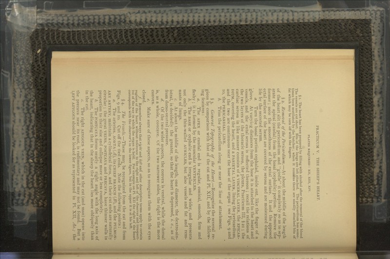 PLATES REQUIRED : XII, XIII, XIV. § I. The heart has been prepared by filling with alcohol after the removal of the blood The vessels are cut short. Bits of the lungs are left attached. The pericardium has some- times been mutilated by the butcher ; when it remains there are usually attached bits of fat which may be torn off with the fingers. § 2. Removal of the Pericardium,—At about the middle of the length of the heart slit the pericardium and girdle it completely so as to sep- arate the apical (caudal) from the basal (cephalic) portion. Remove the former ; note the smoothness of the ental surface. It and the apposed ectal surface of the heart are covered by serosa and are moistened during life by the secreted serum. a. Turn the basal portion cephalad, inside out, like the ringer of a glove. At varying distances from the base it is attached to the heart and vessels, and the ental serosa is reflected thereon ; recall the relations of the two layers of the thoracic serosa, the pleura, Practicum III, §21 ; the cardiac serosa in like manner consists of a VISCERAL LAYER, the EPICAR- DIUM, covering the heart, and a PARIETAL LAYER, lining the pericardium, and the two are continuous near the base of the organ ; see Figs. 9 and 10, the PERICARDIAL LINE. b. Trim the pericardium along or near the line of attachment. § 3. General Topography of the Heart.—Recognize the several re- gions by comparison with that of the cat and PI. XII, and by the follow- ing features : a. The APEX or caudal end is regular, conical, smooth, firm and fleshy ; it is formed by the muscular VENTRICLES. b. The BASE or cephalic end is irregular and wider, and presents not only the thin-walled AURICLES, but also vessels and fat and rem- nants of lungs. c. At about the middle of the length, one diameter, the dextro-sin- istral, is decidedly the greater, so that the heart is depressed, i. e., as if from dorso-ventral pressure. d. Of the two wider aspects, the convex is ventral, while the dorsal is, as a whole, concave. Of the two narrower sides, the right is the more convex. e. Make sure of these aspects, so as to recognize them with the eyes closed. f. Remember always that right and left and other descriptive terms apply to certain regions of the heart without reference to the right and left of the observer and irrespect- ive of the way in which the organ is held. For example on PI. XII the right of the heart corresponds with the observer's in the lower figure, but in the upper it is at his left. §4. The Vessels.—These may^ be recognized from the cat and from Figs. 9 and 10. Cut off the tied ends. Note the following points : a. The arteries, AORTA (A\ its CHIEF BRANCH (B}, and the PULMON- ARY ARTERY, maintain a cylindrical form, and their cut ends are naturally circular ; the great VEINS, POSTCAVA and PRECAVA, have thinner walls in proportion to their size and collapse more or less completely. b. The POSTCAVA forms nearly a right angle with the long axis of the heart, indicating that in the sheep the heart lies more obliquely than in the cat. c. The right AZYGOUS VEIN, which in the cat (and man) opens into the precava near its root, is rudimentary and may not be found. But a LEFT AZYGOUS should be looked for as represented in PI. XII, As.; the