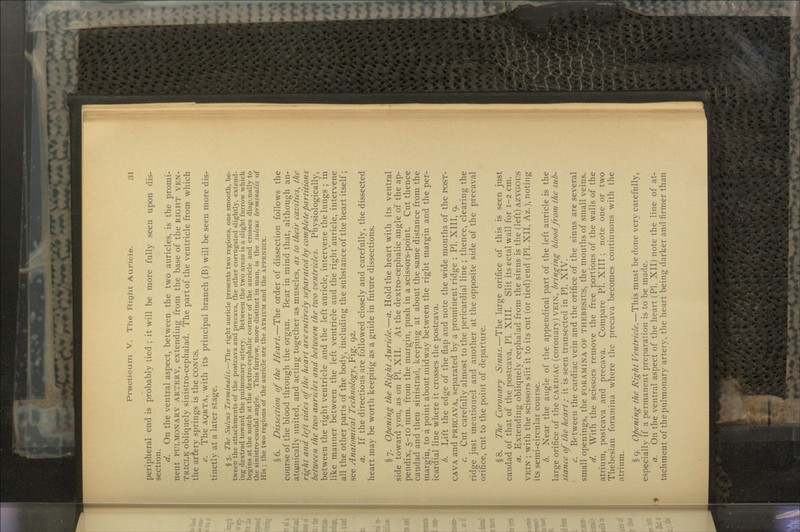 peripheral end is probably tied ; it will be more fully seen upon dis- section. d. On the ventral aspect, between the two auricles, is the promi- nent PULMONARY ARTERY, extending from the base of the RIGHT VEN- TRICLE obliquely sinistro-cephalad. The part of the ventricle from which the artery springs is the CONUS. e. The AQRTA, with its principal branch (B) will be seen more dis- tinctly at a later stage. § 5. The Sulcus Terminalis.—The right auricle presents two regions, one smooth, be- tween the attachments of the postcava and precava, the other corrugated slightly, extend- ing dextrad toward the pulmonary artery. Between the two areas is a slight furrow which begins at the notch at the dextro-cephalic corner of the auricle and crosses diagonally to the sinistro-caudal angle. This furrow, more distinct in man, is the sulcus terminalis of His ; the two regions of the auricle are the ATRIUM and the APPENDIX. §6. Dissection of the Heart.—The order of dissection follows the course of the blood through the organ. Bear in mind that, although an- atcunically united, and acting together as muscles, as to their cavities, the right and lejt sides of the heart are entirely separated by complete partitions between the two auricles and between the two ventricles. Physiologically, between the right ventricle and the left auricle, intervene the lungs ; in like manner between the left ventricle and the right'auricle, intervene all the other parts of the body, including the substance of the heart itself; see Anatomical Technology, Fig. 92. a. If the directions are followed closely and carefully, the dissected heart may be wortli keeping as a guide in future dissections. §7. Opening the Right Auricle.—a. Hold the heart with its ventral side toward you, as on PI. XII. At the dextro-cephalic angle of the ap- pendix, 5-10 mm. from the margin, push in a scissors-point. Cut thence caudad and then sinistrad, keeping at about the same distance from the margin, to a point about midway between the right margin and the per- icardial line where it crosses the postcava. b. Lift the edge of the flap and note the wide mouths of the POST- CAVA and PRECAVA, separated by a prominent ridge ; PI. XIII, 9. c. Cut carefully almost to the pericardia! line ; thence, clearing the ridge just mentioned and another at the opposite side of the precaval orifice, cut to the point of departure. §8. The Coronary Sinus.—The large orifice of this is seen just caudad of that of the postcava, PI. XIII. Slit its ectal wall for 1-2 cm. a. Extending obliquely cephalad from the sinus is the (left) AZYGOUS VEIN ; with the scissors slit it to its cut (or tied)end (PI. XII, Az.), noting its semi-circular course. b. Near the angle of the appendical part of the left auricle is the large orifice of the CARDIAC (coronary) VEIN, bringing blood from the sub- stance of the heart; it is seen transected in PL XIV. c. Between the cardiac vein and the orifice of the sinus are several small openings, the FORAMINA OF THEBESIUS, the mouths of small veins. d. With the scissors remove the free portions of the walls of the atrium, postcava and precava. Compare PL XIII ; note one or two Thebesian foramina where the precava becomes continuous with the atrium. § 9. Opening the Right Ventricle.—This must be done very carefully, especially if a permanent preparation is to be made. a. On the ventral aspect of the heart (PL XII) note the line of at- tachment of the pulmonary artery, the heart being darker and firmer than