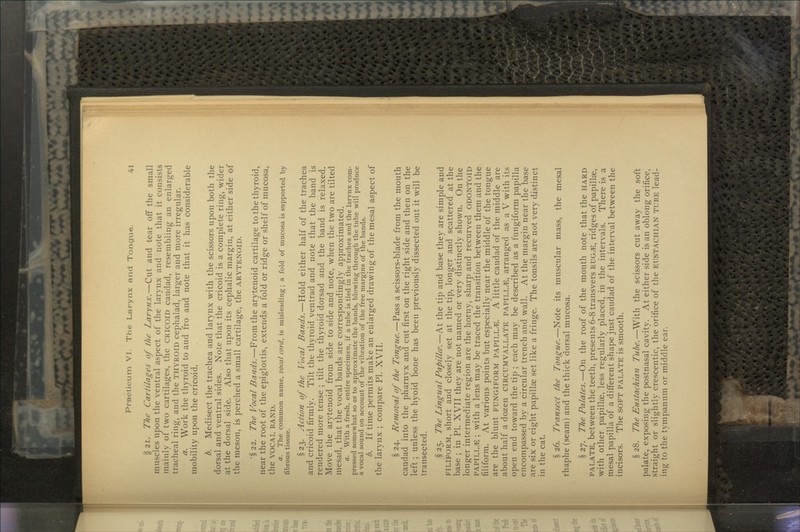 §21. The Cartilages of the Larynx.—Cut and tear off the small muscles upon the ventral aspect of the larynx and note that it consists mainly of two cartilages, the CRICOID caudad, resembling an enlarged tracheal ring, and the THYROID cephalad, larger and more irregular. a. Work the thyroid to and fro and note that it has considerable mobility upon the cricoid. b. Medisect the trachea and larynx with the scissors upon both the dorsal and ventral sides. Note that the cricoid is a complete ring, wider at the dorsal side. Also that upon its cephalic margin, at either side of the meson, is perched a small cartilage, the ARYTENOID. '§ 22. The Vocal Bands.—From the arytenoid cartilage to the thyroid, near the root of the epiglottis, extends a fold or ridge or shelf of mucosa, the VOCAL BAND. a. The common name, vocal cord, is misleading; a fold of mucosa is supported by fibrous tissue. §23. Action of the Vocal Bands.—Hold either half of the trachea and cricoid firmly. Tilt the thyroid ventrad and note that the band is rendered more tense ; tilt the thyroid dorsad and the band is relaxed. Move the arytenoid from side to side and note, when the two are tilted mesad, that the vocal bands are correspondingly approximated. a. With a fresh, entire specimen, if a tube is tied in the trachea and the larynx com- pressed somewhat so as to approximate the bands, blowing through the tube will produce a vocal sound on account of the vibration of the free margins of the bands. b. If time permits make an enlarged drawing of themesal aspect of the larynx ; compare PI. XVII. § 24. Removal of the Tongue.—Pass a scissors-blade from the mouth caudad into the pharnyx and cut first on the right side and then on the left ; unless the hyoid bone has been previously dissected out it will be transected. § 25. The Lingual Papillce.—At the tip and base they are simple and FILIFORM, short and closely set at the tip, longer and scattered at the base ; in PL XVII they are not named or very distinctly shown. On the longer intermediate region are the horny, sharp and recurved ODONTOID PAPILLAE ; with a lens may be traced the transition between them and the filiform. At various points but especially near the middle of the tongue are the blunt FUNGIFORM PAPILLA. A little caudad of the middle are about half a dozen CIRCUMVALLATE PAPILLA, arranged as a V with its open end toward the tip ; each may be described as a fungiform papilla encompassed by a circular trench and wall. At the margin near the base are six or eight papillae set like a fringe. The tonsils are not very distinct in the cat. § 26. Transect the Tongue.—Note its muscular mass, the mesal rhaphe (seam) and the thick dorsal mucosa. § 27. The Palates.—On the roof of the mouth note that the HARD PALATE, between the teeth, presents 6-8 transvers RUG^;, ridges of papillae, with other papillae, less regularly placed, in the intervals. There is a mesal papilla of a different shape just caudad of the interval between the incisors. The SOFT PALATE is smooth. §28. The Eustachian Tube.—With the scissors cutaway the soft palate, exposing the postnasal cavity. At either side is an oblong orifice, straight or sligrhtlv crescentic, the orifice of the EUSTACHIAN TUBE lead- o o •* * ing to the tympanum or middle ear.