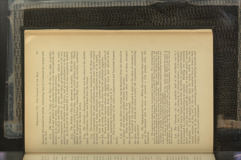 drawing this should be below, indicating that it is toward the ventral side of the eye. §22. The Timics or Coats of the Eye.—If the cut edge is gently manipulated at any point it will separate into an ectal, white portion, the SCLERA (§ 12), and an ental, the CHOROID and RETINA. a. The thick and fibrous sclera, with the cornea which is really only a transparent portion of the same tunic, gives firmness to the eye, protects the more delicate other tunics, and gives attachment to the mus- cles. In birds and in the sword-fish it is more or less completely ossified. §23. The Retina.—Dip the specimen in alcohol. With the tracer, applied near the ventral cut edge, scrape the ental surface gently. There should be separable a delicate, almost filmy layer, the RETINA, constitut- ing the ental of the three tunics. c> § 24. The Choroid.—Between the retina and the sclera is the middle tunic, the CHOROID, black and firmer than the retina. § 25. The relative positions and general characters of the three tunics are easily recognized, but some confusion may arise (and indeed existed in former issues of these directions) from conditions now to be stated. a. Part of the retina really consists of two layers, an ental white and soft, and an ectal, jet black in color from the abundant pigment. b. Even in those regions where the pigmentary layer exists parts of the latter sometimes separate from the white layer and adhere to the choroid, appearing to constitute a part of it. c. The ental surfa-ce of the sclera is pigmented and brownish (lamina fusca). § 26. If care be taken the retina can be detached from the choroid at most points, and drawn or pushed toward the center. . a. Note the absence of the YELLOW SPOT which, in man, occupies the center just opposite the pupil. b. Ventrad of the center (mesad in man) is the place of entrance of the optic nerve, of which the retina is really the expansion, constituting the BLIND SPOT. § 27. The Tapetum and Fovea.—When the retina has been removed, part of the choroid will be seen to present a rich purple color, the TAPETUM. a. The tapetum is absent in man, but present in many animals. The corresponding area of the retina lacks the pigmentary layer (g 25) so that in the living or fresh eye, the tapetum shows through it and reflects even a very faint light; hence the glare that in the darkness is so startling in cats and many other animals. The common impression that this ''eye-shine is peculiar to dangerous species has sometimes caused needless terror to per- sons or led to the killing of innocent quadrupeds. b. In man, on the other hand, at the middle of the retina, just opposite the pupil, is a depression which, from its color, is called the YEXI,OW SPOT, and which is the place of most distinct vision ; in the sheep there may be a slight depression, the FOVEA, but not the yellow color. §28. The Vitreum.—In the cephalic half of the alcoholic eye is a jelly-like mass ; this is the VITREUM or vitreous humor ; it is naturally transparent and nearly liquid, much like the white of egg before boiling. It is inclosed in a delicate membrane or capsule. Holding the specimen tilted a little, with the tracer push the vitreum at one side gently toward the middle. It will separate readily from the retina which lines the caudal portion of this half of the eye, but somwhat less so from a dark circular strip of the choroid presenting numerous radiating furrows and ridges, the CILIARY PROCESSES.