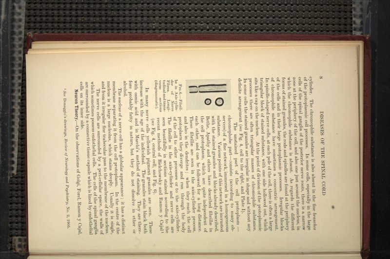 cylinder. The chromophile substance is also absent in the fine branches of the protoplasmic cell processes. In some cells, especially in the large cells of the spinal ganglia of the posterior nerve roots, there is a narrow zone at the periphery of the cell, and also one just around the nucleus, in which the chromophile substance is absent. As regards the different forms of stained granules, the rods and spindles are found at the periphery of the cells and in their large protoplasmic processes. Irregular blocks of chromophile substance have sometimes a concentric arrangement. In spindle-shaped nerve cells, at each pole of the cell, there is often a large triangular block of stained substance, with one side hollowed out, which sits like a cap on the nucleus. At the point of division of the protoplasmic processes there are often triangular masses of chromophile substance. In some cells the stained granules are irregular in shape and without any definite arrangement {see Fig. 4, cell to the right, and Plate I). The unstained part of the cell protoplasm — chromophobe part—consists (according to many ob- servers) of a fine network, immersed in a homogeneous substance. Various points of this network are incrusted with the stained granules and blocks already described. Bethe, Apathy and others have described fibrillae in the cell protoplasm, which are quite independent of each other, and can be followed for a long distance. These fibrillae are seen in the axis-cylinder process, and also in the dendrites ; when they reach the ceU Fig.6.—Fibril- protoplasm they diverge and run through the body der''^ of^^^ Nerve °^ ^^® ^^^^ ^^ other processes or to the axis-cylinder. Fibres. Longi- The fibrillaj in the axis-cylinder and nerve cells are tudinal and trans- gggj^ beautifully in sections stained according to the {diagrammatic). recent methods of Bielchowsky and Ramon y Cajal^ (see Fig. 4, central cell, and Fig. 0). In many nerve cells yellowish pigment granules are seen. These increase with the age of the individual. The granules stain black both with osmic acid and in Marchi's method of staining. They are there- fore probably fatty in nature^ but they do not dissolve in ether or alcohol. The nticleus of a nerve cell has a globular appearance ; it has a distinct membrane separating it from the cell protoplasm. In the centre of the nucleus is a large nucleolus, which stains deeply. Usually it is single, and from it irregular fine trabeculae pass to the membrane of the nucleus. The nerve ceUs are surrounded by a peri-cellular space, the walls of which sometimes possess endothelial cells. The cells of the spinal ganglia are surrounded by a connective tissue capsule which is lined by endothehal cells on its inner side. Neuron Theory.—On the observations of Golgi, Forel, Ramon y Cajal, ^ See Donaggio's drawings, Review of Neurology and Psychiatry, No. 2, 1905.