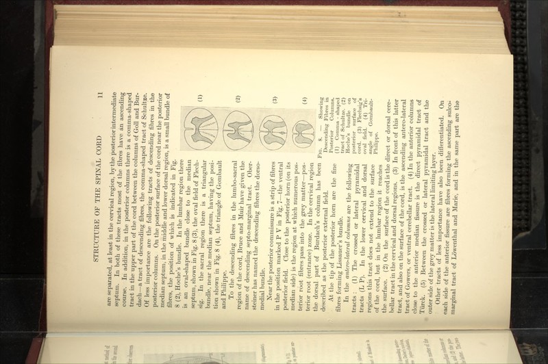 are separated, at least in the cervical region, by the posterior intermediate septum. In both of these tracts most of the fibres have an ascending course. In addition, in the posterior columns there is a comma-shaped tract in the upper part of the cord between the columns of Goll and Bur- dach—a tract of descending fibres, the comma-shaped tract of Schultze, Of less importance are the following tracts of descending fibres in the posterior columns. On the posterior surface of the cord near the posterior median septum, in the middle and lower dorsal region, is a small bundle of fibres, the position of which is indicated in Fig. 8 (2), Hoche's bundle. In the lumbar region there is an oval-shaped bundle close to the median septum, shown in Fig. 8 (3), the oval field of Flech- sig. In the sacral region there is a triangular bundle, near the median septum, having the posi- tion shown in Fig. 8 (4), the triangle of Gombault and Philippe. To the descending fibres in the lumbo-sacral region of the cord, Bruce and Muir have given the name of descending septo-marginal tract. Ober- steiner has named the descending fibres the dorso- medial bundle. Near the posterior commissure is a strip of fibres in the position marked P V in Fig. 7—the ventral posterior field. Close to the posterior horn (on its median side) is the region at which numerous pos- terior root fibres pass into the grey matter—pos- terior root (entrance) zone. In the cervical region the dorsal part of Burdach's column has been described as the posterior external field. At the tip of the posterior horn are the fine fibres forming Lissauer's bundle. In the antero-lateral columns are the following tracts : (1) The crossed or lateral pyramidal tracts (L P). In the lower cervical and dorsal regions this tract does not extend to the surface of the cord, but in the lumbar region it reaches the surface. (2) On the surface of the cord is the direct or dorsal cere- bellar tract in the cervical and dorsal regions. (3) In front of this latter tract, and also on the surface of the cord, is the ascending antero-lateral tract of Gowers, or ventral cerebellar tract. (4) In the anterior columns close to the anterior median fissure is the direct pyramidal tract of Tiirck. (5) Between the crossed or lateral pyramidal tract and the outer side of the grey matter is the lateral Hmiting layer. Other tracts of less importance have also been difl'erentiated. On each side of the anterior fissure are fibres forming the ascending sulco- marginal tract of Lowenthal and Marie, and in the same part are the (1) (2) (3) (^) Fig. 8. — Showing Descending Fibres in Posterior Columns. (1) Comma - shaped tract of Schultze. (2) Hoche's bundle on posterior surface of cord. (3) Flechsig's oval field. (4) Tri- angle of Gombault- Philippe.