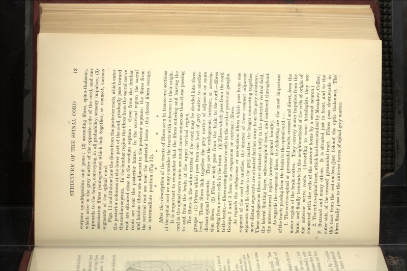 corpora quadrigemina and pons; (2) ascending fibres, spino-thalamic, which arise in the grey matter of the opposite side of the cord, and run upwards to the brain, conveying, in all probability, sensory impulses; (3) association fibres (endogenous) which Hnk together, or connect, various segments of the spinal cord. Figs. 11 and 12 show how the fibres from the posterior roots, which enter the posterior columns at the lower part of the cord, gradually pass toward the median septum. In the lumbar region the fibres from the sacral nerve root are situated close to the median septum : those from the lumbar roots are near the posterior horns. In the cervical region the sacral and lumbar fibres are adjacent to the posterior septum: the fibres from the cervical root are near the posterior horns : the dorsal fibres occupy an intermediate position (Fig 12). After this description of the tracts of fibres seen in transverse sections of the spinal cord we may consider the tracts with reference to their origin. It is important to remember that the fibres entering and leaving the cord in the spinal nerve roots are much more numerous than those passing to and from the brain at the upper cervical region. The fibres in the white matter of the cord may be divided into three groups : (1) Fibres which pass from one level of grey matter to another level. These fibres hnk together the grey matter of adjacent or more distant spinal segments. They are the endogenous, intrinsic, or associa- tion fibres. (2) Fibres which pass from the brain to the cord,—fibres arising from nerve cells in the brain. (3) Fibres which pass from the cord to the brain,—fibres arising from nerve cells in the cord or posterior ganglia. Groups 2 and 3 form the exogenous or extrinsic fibres. As regards the endogenous or association fibres which pass from one segment of the cord to another, the shorter of these connect adjacent segments and lie close to the grey matter, the longer connecting together more distant segments are situated farther away from the grey substance. These endogenous fibres are situated chiefly in the posterior ventral field, the lateral hmiting layer, sulco-marginal tract, and scattered throughout the antero-lateral region (anterior ground bundle). As regards the exogenous fibres, the following are the most important of the tracts passing from the brain to the spinal cord :— 1. The cortico-spinal or pyramidal tracts, crossed and direct, from the motor region of the brain cortex. They convey motor impulses from the brain, and finally terminate in the neighbourhood of the cells of origin of the anterior nerve roots. (According to some histologists they are connected with the cells of the anterior horns by a second neuron.) 2. The rubro-spinal tract, which has been studied by Monakow, CoUier, F. Buzzard and many others. It is situated just in front, and to the outer side, of the crossed pyramidal tract. Fibres pass downwards in this tract from the red nucleus (just behind the optic thalamus). The fibres finally pass to the anterior horns of spinal grey matter.