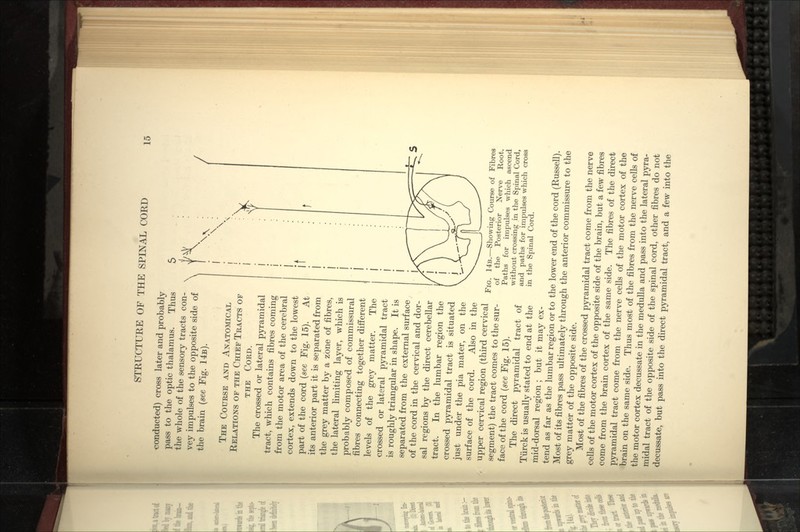 •conducted) cross later and probably pass to the optic thalamus. Thus the whole of the sensory tracts con- \ vey impulses to the opposite side of \ the brain {see Fig. 14b). The Course and Anatomical Relations of the Chief Tracts of THE Cord. The crossed or lateral pyramidal tract, which contains fibres coming from the motor area of the cerebral cortex, extends down to the lowest part of the cord {see Fig. 15). At its anterior part it is separated from the grey matter by a zone of fibres, the lateral Umiting layer, which is probably composed of commissural fibres connecting together different levels of the grey matter. The crossed or lateral pyramidal tract is roughly triangular in shape. It is separated from the external surface of the cord in the cervical and dor- sal regions by the direct cerebellar tract. In the lumbar region the crossed pyramidal tract is situated just under the pia mater, on the surface of the cord. Also in the upper cervical region (third cervical segment) the tract comes to the sur- face of the cord {see Fig. 15). The direct pjrramidal tract of Tiirck is usually stated to end at the mid-dorsal region ; but it may ex- tend as far as the lumbar region or to the lower end of the cord (Russell). Most of its fibres pass ultimately through the anterior commissure to the grey matter of the opposite side. Most of the fibres of the crossed pyramidal tract come from the nerve cells of the motor cortex of the opposite side of the brain, but a few fibres come from the brain cortex of the same side. The fibres of the direct pjn'amidal tract come from the nerve cells of the motor cortex of the brain on the same side. Thus most of the fibres from the nerve cells of the motor cortex decussate in the medulla and pass into the lateral pyra- midal tract of the opposite side of the spinal cord, other fibres do not decussate, but pass into the direct pyramidal tract, and a few into the Fig. 14b.—Showing Course of Fibres of the Posterior Nerve Root. Paths for impulses which ascend without crossing in the Spinal Cord, and paths for impulses which cross in the Spinal Cord.