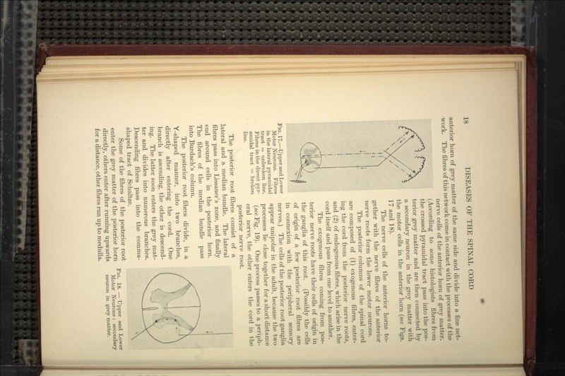 anterior horn of grey matter of the same side and divide into a fine net- work. The fibres of this network come in contact with the processes of the nerve cells of the anterior horn of grey matter. (According to some histologists fibres from the crossed pyramidal tract pass into the pos- terior grey matter and are then connected by a secondary neuron in the grey matter with the motor cells in the anterior horn {see Figs. 17 and 18). The nerve cells of the anterior horns to- gether with the nerve fibres of the anterior nerve roots form the lower motor neurons. The posterior columns of the spinal cord are composed of (1) exogenous fibres, enter- ing the cord from the posterior nerve roots, and (2) of endogenous fibres, which arise in the cord itself and pass from one level to another. The exogenous fibres coming from pos- terior nerve roots have their cells of origin in the gangha of this root. (Possibly the cells of origin of a few posterior root fibres are in connexion with the peripheral sensory nerves.) The cells of the posterior root gangha appear unipolar in the adult, because the two processes he close together for a short distance (sec Fig. 19). One process passes to a periph- eral nerve, the other enters the cord in the posterior nerve root. The posterior root fibres consist of a lateral and a median bundle. The lateral fibres pass into Lissauer's zone, and finally end around cells in the posterior horn. The fibres of the median bundle pass into Burdach's column. The posterior root fibres divide, in a Y-shaped manner, into two branches, directly after entering the cord. One branch is ascending, the other is descend- ing. The latter soon enters the grey mat- ter and divides into numerous branches. Descending fibres pass into the comma- shaped tract of Schultze. Some of the fibres of the posterior root enter the grey matter of the posterior horn directly, others enter after running upwards for a distance, other fibres run up to medulla. Fig. 17.—Upper and Lower Motor Neurons. Fibres in the lateral pyramidal tract = unbroken line. Fibres in the direct pyr- amidal tract = broken line. Fig. 18. — Upper and Lower Motor Neurons : secondary neuron in grey matter.