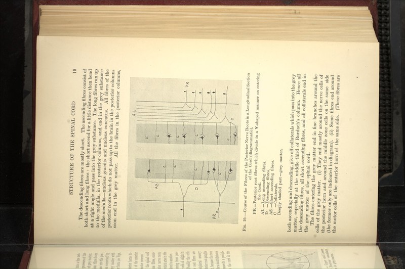 The descending fibres are mostly short. The ascending fibres consist of both short and long fibres : the short ascend for a httle distance then bend at a right angle and pass into the grey substance. The long fibres run up to the medulla, in the posterior columns, and end in the grey substance of the medulla—nucleus gracihs and nucleus cuneatus. All fibres of the posterior roots which do not pass up to the brain in the posterior columns soon end in the grey matter. All the fibres in the posterior columns. Fig. 19.—Course of the Fibres of the Posterior Nerve Roots in a Longitudinal Section of the Cord (diagrammatic). PR—Posterior root fibres which divide in a Y-shaped manner on entering the Cord. AL =Long ascending fibres. D —Descending fibres. AS —Short ascending fibres. C ■= Collaterals. Deeply shaded part = grey matter. both ascending and descending, give off collaterals which pass into the grey matter, especially at the middle third of Burdach's column. Hence all the descending fibres, all short ascending fibres, and all collaterals end in the grey matter of the spinal cord. The fibres entering the grey matter end in fine branches around the ceUs of the grey matter, (i) They end mostly around the nerve cells of the posterior horn and around the middle zone cells on the same side (the former only are indicated in diagram), (ii) Some fibres end around the motor cells of the anterior horn of the same side. (These fibres are