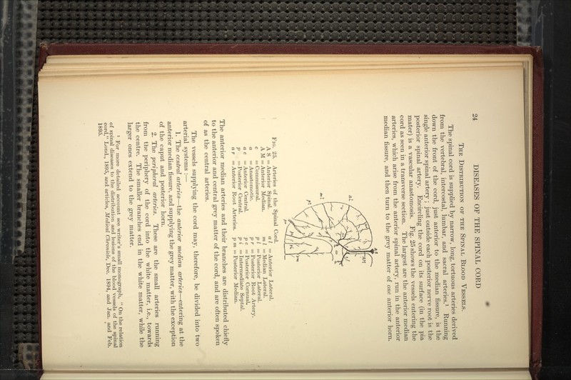 The Distribution of the Spinal Blood Vessels. The spinal cord is supplied by narrow, long, tortuous arteries derived from the vertebral, intercostal, lumbar, and sacral arteries.^ Running down the front of the cord, just anterior to the median fissure, is the single anterior spinal artery ; just outside each posterior nerve root is the posterior spinal artery. Encircling the cord on its surface (in the pia mater) is a vascular anastomosis. Fig. 25 shows the vessels entering the cord as seen in a transverse section. The largest are the anterior median arteries, which arise from the anterior spinal artery, run in the anterior median fissure, and then turn to the grey matter of one anterior horn. Fig. 25. Arteries of the Spinal Cord. A S = Anterior Spinal. a I A M = Anterior Median. m I c — Commissural. p I a = Anastomotic. p r a c — Anterior Central. p c p = Posterior Central. pi = Anterior Lateral. = Median Lateral. = Posterior Lateral. = Posterior Root Artery. = Posterior Cornual. Intermediate Septal. ar = Anterior Root Arteries, p m = Posterior Median. The anterior median arteries and their branches are distributed chiefly to the anterior and central grey matter of the cord, and are often spoken of as the central arteries. The vessels supplying the cord may, therefore, be divided into two arterial systems :— 1. The central arteries—the anterior median arteries—entering at the anterior median fissure, and supplying the grey matter, with the exception of the caput and posterior horn. 2. The peripheral arteries. These are the small arteries running from the periphery of the cord into the white matter, i.e., towards the centre. The smaller branches end in the white matter, while the larger ones extend to the grey matter. 1 For more detailed account see writer's small monograph,  On the relation of spinal diseases to the distribution and lesions of the blood vessels of the spinal cord, Lond., 1895, and articles, Medical Chronicle, Dec. 1894, and Jan. and Feb. 1895.
