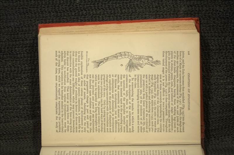 joints, and the Zoea becomes thus modelled (Fig. 135) into the exact form of a Mysis or opossum-shrimp (Fig. 131). Finally, the singleand median eye disappears, the outermost of the two end joints of each of the chest-limbs disappears, leaving these walking legs (seen so plainly in shrimp, prawn, crab, and lobster) of single conformation ; gills are developed within the chest, sense-organs appear, and the full development of the prawn (Fig. 132) is then completed. Throughout these varied stages it is not difficult to trace a panoramic succes- sion of forms accurately reproducing the existing degrees and forms of the crustacean class. The early Nauplius (Fig. 133), the zoea or water-flea stage (Fig. 134), the mysis-form (135), each pro- duced in definite and advancing succession, pre- sent us with a perfect picture of the evolution of the prawn-race from lower crustacean life, and, presumably also, of the evolution of all other crustaceans belonging to the same rank and series in the class. In summarising the results to which a study of the development of the echinoderms and crustaceans leads, there is to be recognised the operation of the principles already more than once insisted upon in the preceding pages, namely, that community of descent is provable by likeness in development, just as differences or obliterations and alterations in development are explicable on the grounds of adaptation and change acting concurrently with the evolution and progress of the race. Only by taking into account these two principles, can the hard ways of develop- ment be understood. The present subject is one which may be regarded as lying thoroughly with- out the province and power of any explanation not founded upon evolution and upon the idea ;. that progressive change is part and parcel of the order of nature. Admitting that the only feasible explanation of these curious phases of development is to be found in such an idea of nature's constitution, it seems folly to deny that the general weight of evidence in favour of descent more than counterbalances any difficulties which may present themselves in connection with the exact determination of the lines along which that descent has travelled. That larval or young forms are them- selves liable to modification from various circumstances must be admitted. This variation (to be hereafter studied in the insect-class) of the young form, which we regard as representing the primitive stock of the class, must unquestionably complicate the study of FIG. 135. MVSIS-STA