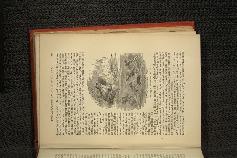 due to the fashion in which the original ciliated bands of the larva and the embryo itself have been modified by the external and internal forces which now, as of old, operate on living things. Professor Lankester has suggestively worked out this idea of the derivation of all existing embryos from a type-form, to which he has given the name of  Architroch —a form represented by deputy, so to speak, in certain worms and in the sea-mat class, as adult organisms. Such a theory explains to us, on a basis of a reasonable nature, how different forms may arise from a similar root-larva. And it may be added, that should any objection be urged to such views on the ground that they are entirely hypo- thetical, one may retort that to all other explanations of the past of nature, whether theological or sci- entific, exactly simi- lar opposition may be offered. Further, we must reflect, that in any case we have to choose between filling up from our observation of na- ture the gaps in our knowledge which a philosophical ne- cessity entails, or allowing these gaps to yawn unsatisfac- torily and perma- nently unfilled. The rational mind is not likely to hesitate in its choice of alternatives. And if, lastly, it be borne in mind that, so far from being merely shadowy, theories, such ideas of the origin of animal forms are based on close observation of nature—often the work of many concentrated lifetimes—the logical standing of a theory which connects the facts of nature, and by so connecting explains them, needs no justification, as it fears no honest and unbiassed criticism. Turning now to the Vertebrate animals, we may find in the class of frogs and newts (Amphibia) material for illustrating some of the most important phases in normal development, and in altered life- histories as well. The life-history of a frog has already been alluded