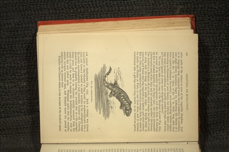 other parts of the animal or even of the vegetable kingdom. Just as in language long compound words have a tendency to concision, and single letters sometimes linger on, indicating the history of a word, like the ' 1' in ' alms,' or the ' b' in ' debt/ long after they have ceased to influence the sound; so in embryology useless stages, interesting as illustrations of past history, but without direct advan- tage under present conditions, are rapidly passed through, and even, as it would appear, in some cases altogether omitted. We may here refer to the case of the Mexican Axolotl (Fig. 160), on account of its peculiar development, and also from its bearings on that of another member of the frog's class—the black salamander (Salamandra atrd) of the Alps and its curiously modified life-history. The Axolotl is a Mexican eft or newt, which retains the gills of early life along with the lungs of the adult stage. It breeds freely in captivity, and hence was long regarded as a mature and adult animal. But in 1867 some axolotls were observed to emerge from the water in the Jardin des Plantes at Paris, to cast their skins, and to become transformed into a gill-less newt long known as an American genus, FIG. 163.—AMBLYSTOMA. and named Amblystoma (Fig. 163). Such a change was almost equivalent to that whereby a frog could be metamorphosed into a toad, and hence it excited no small surprise in the zoological world. By careful experimentation a lady naturalist, Fraulein von Chauvin, showed that by gradually inuring the Axolotl first to a life amongst damp moss, and then to an existence entirely removed from the water, it could be made to assume the Amblystoma-form, with its black skin and yellow spots. Weismann states that the transfor- mation occupies fourteen days, and Dume'ril states the period of metamorphosis as sixteen days. Fraulein von Chauvin states, in her account of the Axolotl's meta-