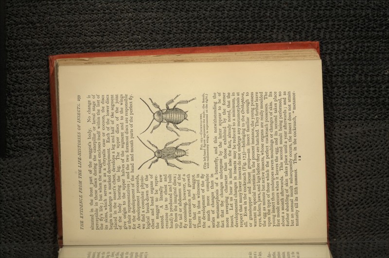 situated in the front part of- the maggot's body. No change is perceptible in these discs during the caterpillar or larval stage of the fly's life ; but when the maggot encloses itself within the last of its skins, which serves it as a chrysalis case or cocoon, the discs begin to undergo a marked development Each of the lower discs placed in the insect's chest, develops a leg and half of the segment of the body bearing the leg. The upper discs of the joint give origin to the upper halves of the segment and to the wings or their representatives ; and the two foremost discs are responsible for the development of the head and mouth parts of the perfect fly. As development proceeds, we find a complete physio- logical break-down of the chest and head organs of the maggot to be repre- sented. A literally new creature (as to chest and head) is produced and built up from the imaginal discs; the tail or abdomen of the fly consisting, however, of a mere extension and growth of that of the maggot. There is thus witnessed in the development of the fly a much more complete series of changes than in the metamorphosis of a butterfly, and this notwithstanding the fact that the changes undergone by the latter appear to be of more sweeping character than those exhibited by the former insect Let us bear in mind also the fact, already noted, that the developmental changes in insects may be reduced to a minimum, in respect that many lower insects do not undergo any metamorphosis at all. Even in the cockroach (Fig. 173)—belonging to the Orthoptera, or grasshopper and locust group—an insect familiar enough to warrant its special mention in the present instance, the young possess eyes, feelers, jaws, and legs before they are hatched. They further leave the egg as minute but active insects, whose organs are really moulded upon the type of those which the perfect cockroach possesses. The young insect then undergoes seven moultings or changes of skin. Its first moult occurs when it leaves the egg, and its second takes place about a month afterwards. This second moult being performed, no further shedding of skin takes place until a year afterwards ; and as but an annual moult subsequently occurs, the insect does not attain maturity till its fifth summer. Thus, in the cockroach,  metamor- si FIG. 173.—COCKROACHES. (The left-hand figure represents the male ; the female, with rudimentary wings, is represented on the right.)