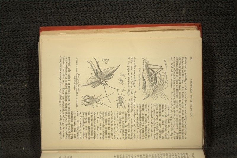 FIG. 175.—GRASSHOPPER. slowly and gradually, would in time become naturally repeated in the life-history of the race. Or, further, as Sir John Lubbock suggests, the young insect might have access to, or even be compelled to eat, different kinds of food at different periods of its existence. Every variation of mouth has a reference, like the form of larva, to the life and food of its possessor. Is there, after all, any great difficulty in conceiving that the varying forces and conditions which include in their work the production of very different larvae in even a single group of insects, should have like- wise altered and transformed the mouth-parts of these ani- mals ? In truth, alteration of mouth is simply a part of a transformation which becomes the more wonderful as our view of its scope enlarges. Nor does the consideration of the origin of the insect mouth fail to lead us incidentally to discuss the meaning of the pupa or chrysalis stage.  Granting, then, says Sir John ,. -i | >» >, Lubbock, in speaking L'/ 0 . , ^ I ^ ^ 3 ^ of the modification of the biting to form the suctorial mouth,  the transition from the one condition to the other, this would no doubt take place contempo- raneously with a change of skin. At such times we know that, even when there is no change in form, the softness of the organs temporarily precludes the insect from feeding for a time, as, for instance, in the case of caterpillars. If, however, any con- siderable change were evolved, this period of fasting must be prolonged, and would lead to the existence of a third condition, that of the pupa, intermediate between the other two. Since the acquisition of wings is a more conspicuous change than any relating to the mouth, we are apt to FIG. 176.—CRICKET. a, eggs ; b, arvx (natural size); c, magnified ; d, chrysalis ; e, perfect insect.