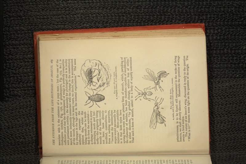 associate with it the existence of a pupa state; but the case of the Orthoptera (cricket, Fig. 176, or grasshoppers, Fig. 175, &c.) is sufficient proof that the development of wings is perfectly compatible with permanent activity; the necessity for prolonged rest is in reality much more intimately connected with the change in the constitution of the mouth, although in many cases, no doubt, this is accompanied by changes in the legs and in the internal organisation. The same authority expresses the opinion that, whilst the biting mouth can be modi- fied to form the suctorial— a change witnessed in every developing moth and but- terfly—the originally biting mouth of the beetle could not have been directly modified, contrariwise, to form a sucking apparatus, because the intermediate stages would necessarily be injurious. More probable is it that both types have sprung from some more primary form of mouth, which, partaking of the character of neither, has been therefore capable of modification in either direction, by gradual change, without loss of utility. That such a form of mouth, united to a body of equally convenient FIG. 177.—PLANT LICE. a, wingless insect; b, wingless insect. FIG. 178.—RED ANTS. a, male, and 6, female (both winged); f, neuter. primitiveness, is to be found still represented in the ranks of living insects, we shall shortly discover. Meanwhile the question of wings awaits a brief notice. The nature of an insect's wing, discussed in reply to the question What is it? throws some light on the question of its origin. The