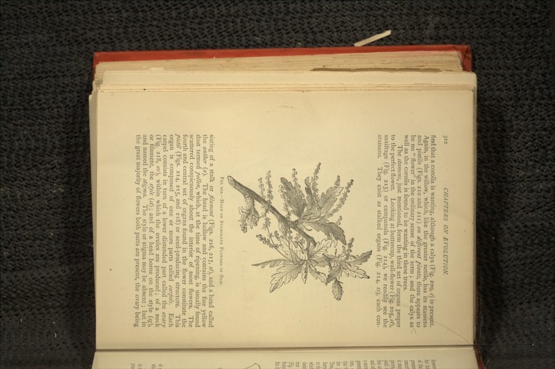 find that a corolla is wanting, although a calyx (Fig. 209, c) is present. Again, in the willow, which, like the greater nettle, has its stamens and pistils (Figs. 210 and 211) on different plants, there appears to be no  flower in the ordinary sense of the term ; and the calyx as well as the corolla is found to be wanting in these trees. The stamens, just mentioned, form the third set of organs proper to the perfect flower. Looking at buttercup, wall-flower (Fig. 205, st\ saxifrage (Fig. 215) or campanula (Fig. 214), we readily see the stamens. They exist as stalked organs (Fig. 214, ss), each con- FIG. 212.—MALE OR STAMINATE FLOWERS OF OAK. sisting of a stalk or filament (Figs. 216, 217, ,$•/), and a head called the anther (a). The head is hollow and contains the fine yellow dust termed pollen, which, at the time of ripening, is usually found scattered conspicuously about the interior of most flowers. The fourth and central set of organs found in the flower constitute the pistil (Figs. 214, 215, and 218) or seed-producing structure. This organ is composed of one or more parts called carpels. Each carpel consists in turn of a lower distended part called the ovary (Fig. 218, cv\ within which the ovules are produced; of a neck or filament, the style (sf); and of a head borne on the style (sg), and named the stigma. The style or stigma may be absent; but in the great majority of flowers both parts are present, the ovary being