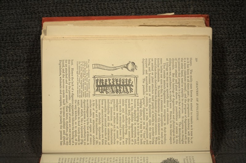 35° theory. The stable state forces the animal to remain as it now is, or as it has been in all times past; the progressive tendency will make it a more elaborate animal; and the progress of degeneration will, on the other hand, tend to simplify its structure. It requires no thought to perceive that progress is a great fact of nature. The development of every animal and plant shows the possibilities of nature in this direction. But the bearings of degeneration and physiological back- sliding are not, perchance, so clearly seen. Hence, to this latter aspect of biology we may now specially direct our attention. That certain animals degenerate or retrogress in their develop- ment before our eyes to-day, is a statement susceptible of ready and familiar illustration. No better illustrations of this statement can be found than those derived from the domain of parasitic existence. When an animal or plant attaches itself partly or wholly to another living being, and becomes more or less dependent upon the latter for support and nourishment, it exhibits, as a rule, retrogression and degeneration. The parasitic guest dependent on its host for lodging alone, or it may be for both board and lodging, is in a fair way to become degraded in structure, and, as a rule, exhibits degradation of a marked kind, where the association has persisted sufficiently long. Para- sitism and servile dependence act very much in structural lower life as analogous instances of mental de- pendence on others act in ourselves. The destruction of characteristic individuality and the extinction of personality are natural results of that form of association wherein one form becomes absolutely dependent on another for all the conditions of life. A life of mere attachment exhibits ,„, . similar results, and organs of move- FIG. 249.—COMMON TAPEWORM (Toenta ' o spiivtn). i. The head extremity, mag- ment disappear by the law ofdisuse. A nified, showing hooks (a), and suckers Hicrpctivp cvcrpm ic a cnnprfliiitv tn nr\ (b, c); d, the nick, with immature joints. dlgCStlVC *?&> .m IS a SUpCrHUlty tC 2. A joint, largely magnified, showing animal which, like a tapeworm (Fig. SSLiS^rf^^^SuS 249), obtains its food ready-made in the very kitchen, so to speak, of its host. Hence the lack of a digestive apparatus follows the finding of a free commissariat by the parasite. Organs of sense are not necessary for an attached and rooted animal; these latter, therefore, go by the board, and the nervous system itself becomes modified and altered. Degradation, wholesale and complete, is the penalty the parasite has