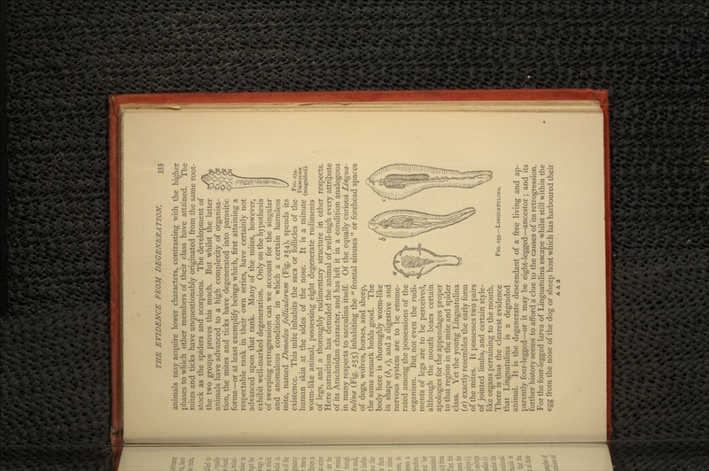 animals may acquire lower characters, contrasting with the higher phases to which other members of their class have attained. The mites and ticks have unquestionably originated from the same root- stock as the spiders and scorpions. The development of the two groups proves this much. But whilst the latter animals have advanced to a high complexity of organisa- tion, the mites and ticks have degenerated into parasitic forms—or at least exemplify beings which, first attaining a respectable rank in their own series, have certainly not advanced upon that rank. Many of the mites, however, exhibit well-marked degeneration. Only on the hypothesis of sweeping retrogression can we account for the singular and anomalous condition in which a certain harmless mite, named Demodex follicidorum (Fig. 254), spends its existence. This mite inhabits the sacs or follicles of the F>G- 254- human skin at the sides of the nose. It is a minute (magnified), worm-like animal, possessing eight degenerate rudiments of legs, and a thoroughly rudimentary structure in other respects. Here parasitism has denuded the animal of well-nigh every attribute of its Arachnidan character, and has left it in a condition analogous in many respects to sacculina itself. Of the equally curious Lingua- tulina (Fig. 255) inhabiting the frontal sinuses  or forehead spaces of dogs, wolves, horses, and sheep, the same remark holds good. The body here is thoroughly worm-like in shape (b, c], and a digestive and nervous system are to be enume- rated among the possessions of the organism. But not even the rudi- ments of legs are to be perceived, although the mouth bears certain apologies for the appendages proper to that region in the mite and spider class. Yet the young Linguatulina (a) exactly resembles the early form of the mites. It possesses two pairs of jointed limbs, and certain style- like organs pertaining to the mouth. There is thus the clearest evidence that Linguatulina is a degraded animal. It is the degenerate descendant of a free living and ap- parently four-legged—or it may be eight-legged—ancestor; and its further history seems to afford a clue to the causes of its retrogression. For the four-legged larva of Linguatulina escape whilst still within the egg from the nose of the dog or sheep host which has harboured their A A 2 FIG. 255.—LINGUATULINA.