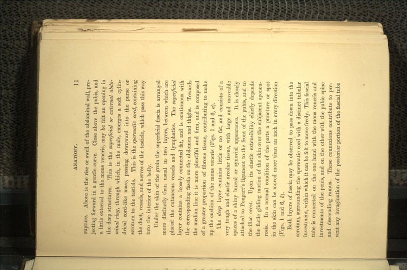 rupture. Above is the rise or swell of the abdominal wall, pro- jecting forward in a gentle curve. Close above the pubis, and a little external to the mons veneris, may be felt an opening in the deep structures. This is the superficial or external abdo- minal ring, through which, in the male, emerges a soft cylin- drical cord-like mass, passing downward into the purse or scrotum to the testicle. This is the spermatic cord, containing the duct, vessels, and nerves of the testicle, which pass this way into the interior of the belly. Under the skin of the groin the superficial fascia is arranged more distinctly than usual in two layers, between which are placed the cutaneous vessels and lymphatics. The superficial layer contains a loosely connected fat, and is continuous with the corresponding fascia on the abdomen and thighs. Towards the median line it is more plentiful and firm, and is composed of a greater proportion of fibrous tissue, contributing to make up the cushion of the mons veneris (Figs. 1 and 6, a). The deep layer contains little or no fat, and consists of a very tough and elastic areolar tissue, with large and moveable spaces of a shiny bursal or synovial appearance. It is closely attached to Poupart's ligament to the front of the pubis, and to the iliac crest. Upon its elastic extensibility chiefly depends the facile gliding motion of the skin over the subjacent aponeu- rosis. In a normal condition of the parts a puncture or spot in the skin can be moved more than an inch in every direction (Figs. I and 6, b). Both layers of fascia may be observed to pass down into the scrotum, surrounding the spermatic cord with a distinct tubular investment, within which it can be felt to move freely. This fascial tube is connected on the one hand with the mons veneris and investments of the penis, and on the other with the pubic spine and descending ramus. These connexions contribute to pre- vent any invagination of the posterior portion of the fascial tube