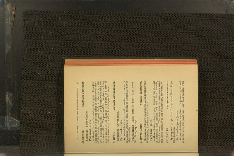 CLOTBUR. Xanthlum spinosum. Synonym—Spiny Clotbur. Part used—Herb. Action—Hemostatic, astringent, styptic. This drug is reputed to exert a specific action in irritable conditions of the bladder and particularly in chronic cystitis. Prof. Scudder employed it as a preventive in ague and recurrent chills. The powdered herb is given in doses of 5-10 grains, or the infusion of 1 ounce in a pint of boiling water may be taken in tablespoonful doses. CLOVES. Eugenia caryopbyllata. Synonym—Caryophyllus. Part used—Buds. Action—Stimulant, aromatic, carminative. A warm stimulating aromatic used chiefly in combination with other remedies. Preparations—Fluid extract: Dose, 5-30 drops. Oil: Dose, 1-5 drops. CLOWNSWORT. Stachys germanica. Synonym—Clown's Woundwort,Woundwort, Downy Woundwort, Rusticum Vulna Herba. Part used—Herb. Action—Astringent, detergent. Reputed very effectual in cleansing and healing old and fresh wounds, hence its name. The fresh juice is made into a syrup and taken internally to stop hemorrhages, dysentery, &c. CLUBMOSS. Lycopodlum clavatum. Synonym—Lycopodium, Lycopodium Seed, Vege- table Sulphur. Part used—Spores (seeds). Action—Sedative, emollient. In pharmacy, as well as in the arts, this plant has long been utilised from
