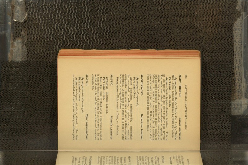 MARY THISTLE. Cnlcus marianus. Synonym—St. Mary's Thistle, Our Lady's Thistle, Milk Thistle, Carduus marianus, Silybum marianum. Part used—Root, seeds. Action—Tonic, hepatic, diuretic, laxative. This is an old remedy, and has more recently been revived. The seeds are valued in hemorrhages of splenic or hepatic origin, as they influence the whole venous system and disperse congestive conditions of liver, spleen, or kidneys. A tincture of 4 ounces to a pint of alcohol is given in doses of 3-60 drops. Both the fresh and dried roots are used for similar purposes in like doses. MASTERWORT. Heracleum lanatum. Synonym—Cowparsnip. Part used—Root. Action—Stimulant, antispasmodic, carminative. Recommended in asthma, apoplexy and menstrual complaints. Has also been of use in flatulence and dyspepsia. A decoction of 1 ounce to a pint of water is taken in wineglassful doses. Preparation—Fluid extract: Dose, 1-2 drachms. MASTIC. Pistacia Lentiscus. Synonym—Mastich, Lentisk. Part used—Resin. Use—The resin by itself or in a spirituous solution is used in dentistry as a filling for carious teeth. In the technical arts it is used for the manufacture of varnishes, cements, &c. MAT I CO. Piper angustifolium. Synonym—Artanthe elongata. Part used—Leaves. Action—Astringent, stimulant, diuretic. Has been recommended and used in leucorrhcea, gonorrhoea, piles,