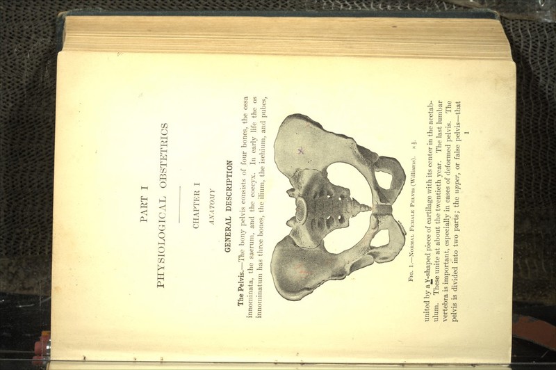 PHYSIOLOGICAL OBSTETEIOS CHAPTER I ANATOMY GENERAL DESCRIPTION The Pelvis.—The bony pelvis consists of four bones, the ossa innominata, the sacrum, and the coccyx. In early life the os innominatum has three bones, the ilium, the ischium, and pubes, FIG. 1.—NORMAL, FEMALE PELVIS (Williams). x united by ajf-shaped piece of cartilage with its center in the acetab- ulum. These unite at about the twentieth year. The last lumbar vertebra is important, especially in cases of deformed pelvis. The pelvis is divided into two parts; the upper, or false pelvis—that 1