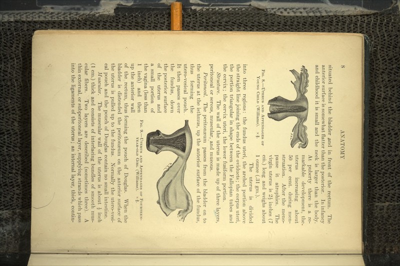 situated behind the bladder and in front of the rectum. The anterior surface is somewhat flatter than the posterior. In infancy and childhood it is small and the neck is larger than the body. At puberty there is a re- markable development, the. uterus increasing about 50 per cent, during men- struation. After the meno- pause it atrophies. The virgin uterus is 2£ inches (7 FIG. 8.—UTERUS AND APPENDAGES OF Cm.) long and Weighs about YOUNG CHILD (Williams), xf. 1 ounce (.31 gm.). The uterus is divided into three regions: the fundus uteri, the arched portion above the straight line joining the ends of the oviducts; the corpus uteri, the portion triangular in shape between the Fallopian tubes and the cervix; the cervix uteri, the lower fusiform portion. Structure. The wall of the uterus is made up of three layers, peritoneal or serous, muscular, and mucous. Peritoneal. The peritonaeum passes from the bladder on to the uterus at the isthmus, up the anterior surface of the fundus, thus forming the utero-vesical pouch. It then passes over the fundus, down the posterior surface of the uterus and a small portion of the vagina (less than 1 inch) and then up the anterior wall of the rectum, thus forming the pouch of Douglas. When the bladder is distended the peritonaeum on the anterior surface of the uterus is pulled up to the fundus. Normally the utero-vesi- cal pouch and the pouch of Douglas contain no small intestine. Muscular. The muscular wall of the uterus is about | inch (1 cm.) thick and consists of interlacing bundles of smooth mus- cular fibers. Two layers are described (sometimes three). A thin external, or subperitoneal layer, supplying strands which pass into the ligaments of the uterus; an internal layer, thick, contin- FIG. 9.—UTERUS AND APPENDAGES OF FOURTEEN- YEAR-OLD GIRL (Williams), x f.