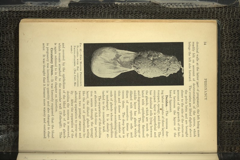 dominal walls at the latter part of pregnancy, the left being more readily felt on account of dextrorotation of the uterus, which brings the left side forward. The ovaries are lifted slightly above the pelvic brim and are brought closer to the side of the uterus on account of the growth of the lat- ter between the layers of the broad ligament. Decidua.—The mucosa dur- ing labor consists of three layers: compact, spongy, and deep. The compact layer is superficial and has decidual cells lying between the glands, which are much di- lated with epithelium flattened and degenerated. The spongy or middle layer has glands widely dilated with spindle cells and fibers of connective tissue be- tween them. The deep layer is thin and dense and consists of connective tissue containing blind ends of glands whose epithelium is unchanged. It is closely at- tached to the muscular wall. The separation of the decidua at abortion or full-time parturi- tion occurs through the spongy layer, the dilated glands acting like the row of perforations be- tween two postage stamps and allowing separation to occur eas- ily. After the separation of the decidua the mucosa is renewed, and covered by the epithelium of the blind ends of the glands which remain attached to the muscular wall (Fothergill). This is again referred to in the chapter on Abortion. Circulatory System.—It was formerly supposed that the blood in pregnancy was increased in quantity and also changed in char- acter. It was thought that it became more watery and contained FIG. 42.—FIVE MONTHS PREGNANCY. PLACENTA WITH SAC CONTAINING F<ETUS ATTACHED. (Tor. Univ. Mu- seum.)