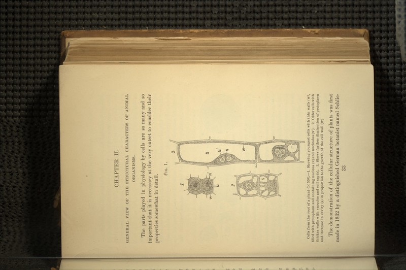 CHAPTER II. GENERAL VIEW OF THE STRUCTURAL CHARACTERS OF ANIMAL ORGANISMS. The parts played in physiology by cells are so many and so important that it is necessary at the very outset to consider their properties somewhat in detail. FIG. 1. Cells from the root of a plant (X 550).—!. Showing youngest cells with thin walls (w), filled with protoplasm and containing nucleus (N)and nucleolus(N'). 2. Older cells with thicker walls with vacuoles and cell sap (s). 3. Shows further diminution of protoplasm and increase in cavity (s) in proportion to the growth of the cell wall (w). The demonstration of the cellular structure of plants was first made in 1832 by a distinguished German botanist named Schlie-