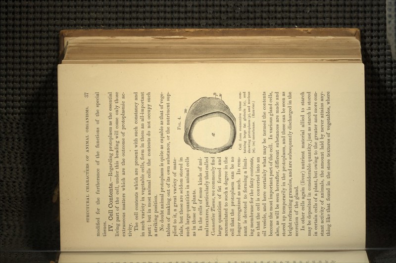 FIG. 4. modified for the furtherance of the functions of the special tissues. IV. Cell Contents.—Regarding protoplasm as the essential living part of the cell, under this heading will come only those extraneous matters which are the outcome of protoplasmic ac- tivity. The cell contents which are present with such constancy and in such variety in vegetable cells, form in them an all-important part; but in most animal cells the contents do not occupy such a striking position. No doubt animal protoplasm is quite as capable as that of vege- tables of making out of its own substance, or the nutriment sup- plied to it, a great variety of mate- rials, but these are seldom stored in such large quantities in animal cells as in those of plants. In the cells of some kinds of ani- mal textures, particularly that called Connective Tissue, we commonly find large quantities of fat formed and accumulated to such a degree in the cell that the protoplasm can be no longer recognized as such. Its rem- nant is devoted to forming a limit- ing membrane for the fatty contents, so that the cell is converted into an oil vesicle, and here certainly what may be termed the contents become the most important part of the cell. In various gland cells, also, as will be seen hereafter, different substances are made and stored up temporarily in the protoplasm, and these can be seen as bright refracting granules, and are subsequently discharged in the secretion of the gland. In other cells again (liver) nutrient material allied to starch may be deposited in considerable quantity, just as starch is stored in certain cells of a plant, but owing to the greater and more con- stant activity of animals, the amount laid by never attains any- thing like that found in the store textures of vegetables, where Cell from connective tissue con- taining large fat globule (a), and showing protoplasm (p), and nucleus (n), (»t) membrane. (Ranvier.)