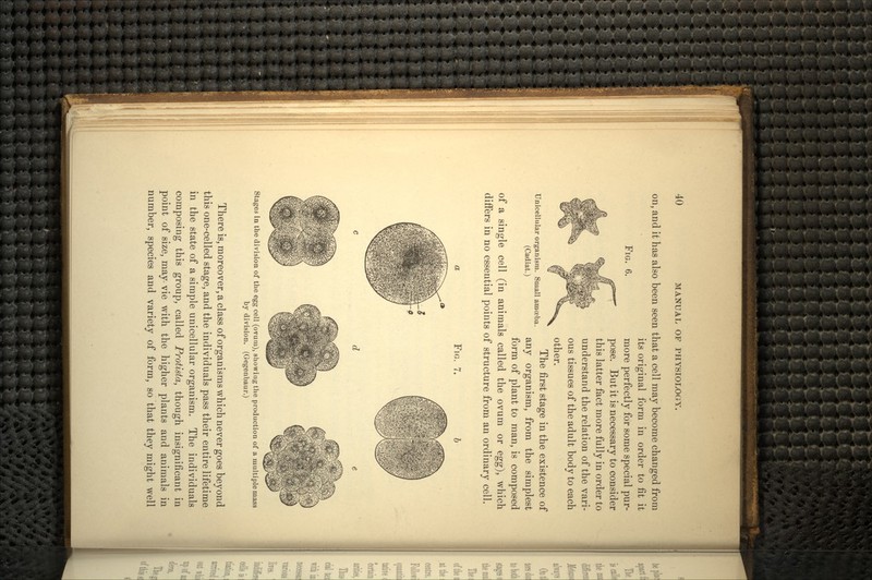 FIG. 6. on, and it has also been seen that a cell may become changed from its original form in order to fit it more perfectly for some special pur- pose. But it is necessary to consider this latter fact more fully in order to understand the relation of the vari- ous tissues of the adult body to each other. The first stage in the existence of any organism, from the simplest form of plant to man, is composed of a single cell (in animals called the ovum or egg), which differs in no essential points of structure from an ordinary cell. Unicellular organism. Small amoeba (Cadiat.) FIG. 7. Stages in the division of the egg cell (ovum), showing the production of a multiple mass by division. (Gegenbaur.) There is, moreover, a class of organisms which never goes beyond this one-celled stage, and the individuals pass their entire lifetime in the state of a simple unicellular organism. The individuals composing this group, called Protista, though insignificant in point of size, may vie with the higher plants and animals in number, species and variety of form, so that they might well