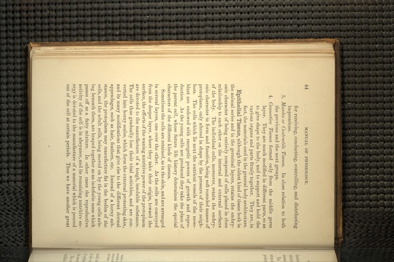 for receiving, conducting, controlling, and distributing impressions. 3. Muscles or Contractile Tissues. In close relation to both the previous and the next groups. 4. Connective Tissues formed only from the middle germ layer. They are much modified in different parts, so as to give shape to the body, and to support and hold the various organs and parts firmly together. They are, in fact, the materials used in the general body architecture. Epithelial Tissue, although the oldest kind of tissue both in the animal series and in the germinal layers, retains the embry- onic character of being entirely composed of cells placed in close relationship to each other on the internal and external surfaces of the body. The individual cells, moreover, retain the embry- onic character in form and function, being soft rounded masses of protoplasm, only altered in shape by the pressure of their neigh- bors. The cells which lie next the nutrient vessels of the meso- blast are endowed with energetic powers of growth and repro- duction. As the young cells are produced they take the place of the parent cell, whose future life history determines the special characters of the different kinds of tissues. Sometimes the cells are retained, as in the skin, and are arranged in several layers, one over the other. As the cells are conveyed from the deeper layer, where they take their origin, toward the surface, the efforts of the waning nutritive power of the protoplasm are devoted to the manufacture of a tough, insoluble substance. The cells thus gradually lose their vital activities, and are con- verted into horny scales, which form the external protecting skin, and its many modifications that give rise to the different dermal appendages, such as hair, feathers, etc. Instead of a horny sub- stance, the protoplasm may manufacture fat in the bodies of the cells, and the adult cells, being moved on by the young cells aris- ing beneath them, are heaped together as an indefinite mass which passes off as a fatty mixture. In other cases the reproductive activity of the cell is in abeyance, and its remaining nutritive en- ergy is devoted to the manufacture of a material which is poured out of the cell at certain periods. Thus we have another great