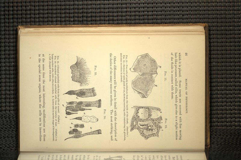 which it is placed. Some tracts are covered with fine moving hair-like processes, called cilia, which give rise to a slight motion of the fluids in contact with them. FIG. 11. FJG. 12. FJG. 11.—Two cells of scaly epithelium from the inside of the cheek. (Ranvier.) FIG. 12.—Section of milk gland of cat, showing secreting cells containing fat globules, and some secretion in alveoli. Other differences will be given in detail with the description of the duties of the many mucous surfaces. The most striking, and FIG. 14. FIG. 13. Fio. 13.—Ciliated epithelial cells from the gills of mussel. (Cadiat.) FIG. 14.—Stratified ciliated epithelial cells from the trachea of man. (Cadiat.)—a. Large surface cells, with cilia on surface, b. Lower cells in earlier stage of development. e. Cell charged with mucus. at the same time the most interesting, modifications are those in the special sense organs, where the cells are in immediate