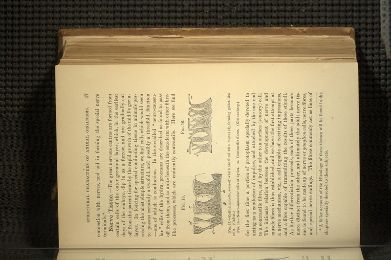 connection with nerves, and aid in forming the special nerve terminals.* Nerve Tissue.—The great nervous centres are formed from certain cells of the outer germinal layer, which, in the earliest days of the embryo, dip in as a furrow, and are gradually cut off from the parent tissue by the rapid growth of the middle germ- layer. In looking for special conducting tissue in animals pos- sessing the most simple structure, we find cells which would seem to possess certainly a twofold, and possibly a threefold, function —one of which is conduction. In the so-called  neuro-muscu- lar cells of the hydra, processes are described as found to pass off from them, and to unite beneath the ectoderm with other fibre- like processes, which are eminently contractile. Here we find FIG. 16. c- * <* FIG. 15.—Epithelial cells, some of which are filled with mucus (d), forming goblet-like cells. (Cadiat.) FIG. 16.—Neuro-muscular cells of hydra. TO. Contractile fibres. (Kleinenberg.) for the first time a portion of protoplasm specially devoted to acting as a conductor of impulses, and attached by the one end to a contractile fibre, and by the other to a surface (sensory) cell. The intimate relation between the development of nerve and muscle fibres is thus established, and we have the first attempt at a nerve mechanism, viz., a cell capable of receiving impressions, and a fibre capable of transmitting the results of these stimuli. As further differentiation proceeds, each of these parts becomes more distinct from the other, and ultimately the adult nerve tis- sue is found to be made up of nerve or ganglion cells, nerve fibres, and special nerve endings. The fibres commonly act as lines of * A fuller account of the Histology of these tissues will be found in the chapters specially devoted to these subjects.