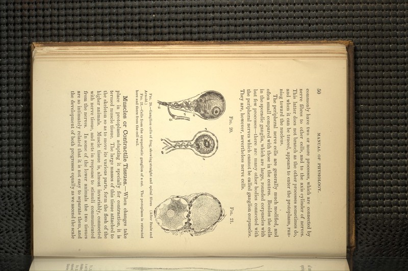 commonly have two or more processes, which are connected by nerve fibres to other cells, and to the axis cylinder of nerves. This latter does not branch as the other processes sometimes do, and when it can be traced, appears to enter the protoplasm, run- ning toward the nucleus. The peripheral nerve cells are generally much modified, and often small compared with those in the centres. Besides the cells in the sporadic ganglia, which are large, rounded corpuscles with but few processes—there arc many other bodies connected with the peripheral nerves which cannot be called ganglion corpuscles. They are, however, nevertheless nerve cells. FIG. 20. FIG. 21. FIG. 20.—Ganglion cells of frog, show ing straight and spiral fibres (After Beale and Arnold.) FIG. 21.—Cells from the sympathetic ganglion of a cut. The protoplasm is retracted here and there from the cell wall. Muscles or Contractile Tissues.—When changes take place in protoplasm adapting it specially for contraction, it is termed muscle tissue. The large masses of this tissue attached to the skeleton so as to move its various parts, form the flesh of the higher animals. Muscle tissue is, almost invariably, connected with nerve tissue, and acts in response to stimuli communicated from the nerves. In some of the lower animals the two tissues are so intimately related that it is not easy to separate them, and the development of both progresses equally as we ascend the scale