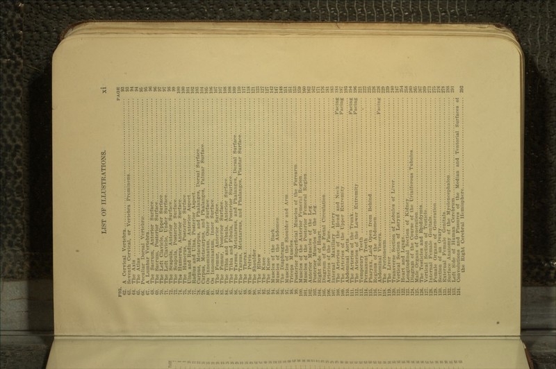 FIG. PAGE 62. A Cervical Vertebra 93 63. Seventh Cervical, or Vertebra Prominens 93 64. The Axis 94 65. The Atlas 94 66. Peculiar Dorsal Vertebrae 95 67. A Lumbar Vertebra 95 68. The Sacrum, Anterior Surface 96 69. The Sacrum, Posterior Surface 96 70. The Left Clavicle, Upper Surface 97 71. The Left Clavicle, Under Surface. 97 72. The Scapula, Anterior Surface 98 73. The Scapula, Posterior Surface 99 74. The Humerus, Anterior Surface 100 1~>. The Humerus, Posterior Surface 100 76. Ulna and Radius, Anterior Aspect 101 It. Radius and Ulna, Posterior Aspect 102 78. Carpus, Metacarpus, and Phalanges, Dorsal Surface 103 79. Carpus, Metacarpus, and Phalanges, Palmar Surface 104 80. Os Innominatum, Outer Surface 105 81. Os Innominatum, Inner Surface 106 82. The Femur, Anterior Surface 107 83. The Femur, Posterior Surface 107 84. The Tibia and Fibula, Anterior Surface 108 85. The Tibia and Fibula, Posterior Surface 108 M;. The Tarsus, Metatarsus, and Phalanges, Dorsal Surface 109 ST. The Tarsus, Metatarsus, and Phalanges, Plantar Surface 110 88. The Thorax 117 89. The Pelvis 118 90. The Shoulder 121 91. The Elbow 123 92. The Knee 127 93. The Knee 127 94. Muscles of the Back 142 95. Muscles of the Abdomen 147 96. The Diaphragm 148 97. Muscles of the Shoulder and Arm 151 98. Triceps Muscles 151 99. Posterior Superficial Muscles of the Forearm 153 1iio. Muscles of the Anterior Femoral Region 159 101. Muscles of the Posterior Femoral Region 160 102. Anterior Muscles of the Leg 162 103. Posterior Muscles of the Leg 162 104. Right Side of Heart 171 105. Diagram of the Foetal Circulation 176 IOC.. Arteries of the Face 181 107. Internal Maxillary Artery 183 lox. The Arteries of the Head and Neck Facing 184 109. The Arteries of the Upper Extremity Facing 187 110. Abdominal Aorta 193 111. The Arteries of the Trunk Facing 194 11L'. The Arteries of the Lower Extremity Facing 196 113. Temporary Teeth 221 114. Permanent Teeth  l.1^:.' 115. Pharynx, Laid Open from Behind 225 11*;. Rt gions of the Abdomen 226 117. Abdominal Viscera Facing 226 118. The Peritoneum 229 119. The Liver 239 120. Transverse Section of Lobules of Liver 240 121. Vertical Section of Larynx 247 122. 11( art and Lungs 254 123. Longitudinal Section of Kidney 258 124. Diagram of the Course of the Uriniferous Tubules 260 12... Male Organs of Generation L'C, 126. The Testicles and Bpididymis 267 127. Vertical Section of Testicle 269 128. Internal Female Genitals 273 129. Female Organs of Generation I!?:, 130. Section of an Ovary L'Tt; i:;i. External 1'Vmale Genitals 278 K'.-j. Surface Anatomy of the Myelencepnalon !:;:',. Left Side of Human Cerebrum u-.u 134. Convolutions and Fissures of the Median and Tentorial Surfaces of the Right Cerebral Hemisphere 292