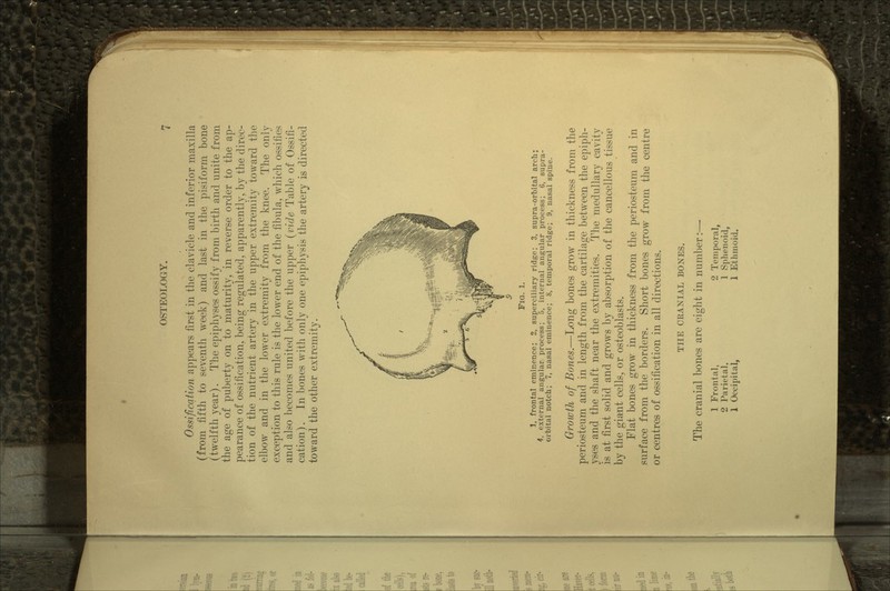 Ossification appears first in the clavicle and inferior maxilla (from fifth to seventh week) and last in the pisiform bone (twelfth year). The epiphyses ossify from birth and unite from the age of puberty on to maturity, in reverse order to the ap- pearance of ossification, being regulated, apparently, by the direc- tion of the nutrient artery in the upper extremity toward the elbow and in the lower extremity from the knee. The only exception to this rule is the lower end of the fibula, which ossifies and also becomes united before the upper (vide Table of Ossifi- cation). In bones with only one epipbysis the artery is directed toward the other extremitv. 1, frontal eminence; 2, superciliary ridge; 3, supra-orbital arch; 4, external angular process; 5, internal angular process; G, supra- orbital notch; 7, nasal eminence; 8, temporal ridge; 9, nasal spine. Growth of Bones.—Long bones grow in thickness from the periosteum and in length from the cartilage between the epiph- yses and the shaft near the extremities. The medullary cavitv is at first solid and grows by absorption of the cancellous tissue by the giant cells, or osteoblasts. Flat bones grow in thickness from the periosteum and in surface from the borders. Short bones grow from the centre or centres of ossification in all directions. THE CRANIAL BONES. The cranial bones are eight in number:— 1 Frontal, 2 Temporal, 2 Parietal, 1 Sphenoid, 1 Occipital, 1 Ethmoid.