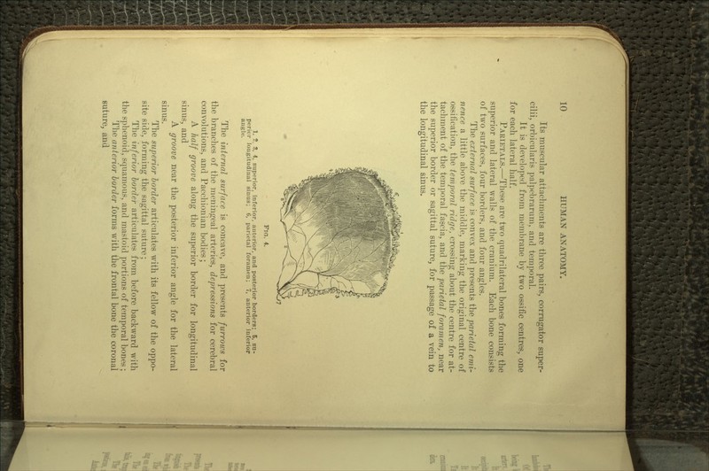 Its muscular attachments are three pairs, corrugator super- cilii, orbicularis palpebrarum, and temporal. It is developed from membrane by two ossific centres, one for each lateral half. PARIETALS.—These are two quadrilateral bones forming the superior and lateral walls of the cranium. Each bone consists of two surfaces, four borders, and four angles. The external surface is convex and presents the parietal emi- nence a little above the middle, marking the original centre of ossification, the temporal ridge, crossing about the centre for at- tachment of the temporal fascia, and the parietal foramen, near the superior border or sagittal suture, for passage of a vein to the longitudinal sinus. FIG. 4. 1, 2. 3, 4, superior, inferior, anterior, and posterior borders; 5, su- perior longitudinal sinus; 6, parietal foramen; 7, anterior inferior angle. The internal surface is concave, and presents furrows for the branches of the meningeal arteries, depressions for cerebral convolutions, and Pacchionian bodies; A half groove along the superior border for longitudinal sinus, and A groove near the posterior inferior angle for the lateral sinus. The superior border articulates with its fellow of the oppo- site side, forming the sagittal suture; The inferior border articulates from before backward with the sphenoid, squamous, and mastoid portions of temporal bones; The anterior border forms with the frontal bone the coronal suture, and