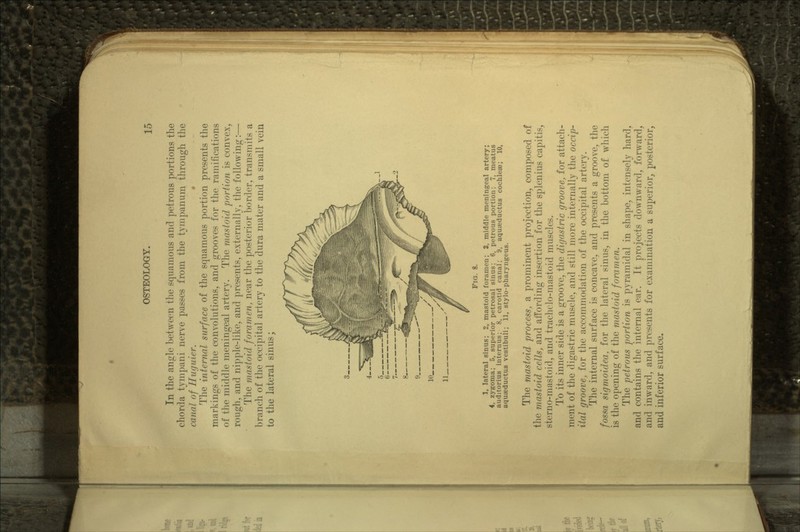 In the angle between the squamous and petrous portions the chorda tympani nerve passes from the tympanum through the canal of Huguier. • The internal surface of the squamous portion presents the markings of the convolutions, and grooves for the ramifications of the middle meningeal artery. The mastoid portion is convex, rough, and nipple-like, and presents, externally, the following:— The mastoid foramen, near the posterior border, transmits a branch of the occipital artery to the dura mater and a small vein to the lateral sinus; FIG. 8. 1, lateral sinus; 2, mastoid foramen; 3, middle meningeal artery; 4, zygoma; 5, superior petrosal sinus; 6, petrous portion; 7, meatus auditorius internus; 8, carotid canal; 9, aquseductus cochleae; 10, aquaeductus vestibuli; 11, stylo-pharyngeus. The mastoid process, a prominent projection, composed of the mastoid cells, and affording insertion for the splenius capitis, sterno-mastoid, and trachelo-mastoid muscles. To its inner side is a groove, the digastric groove, for attach- ment of the digastric muscle, and still more internally the occip- ital groove, for the accommodation of the occipital artery. The internal surface is concave, and presents a groove, the fossa sigmoidea, for the lateral sinus, in the bottom of which is the opening of the mastoid foramen. The petrous portion is pyramidal in shape, intensely hard, and contains the internal ear. It projects downward, forward, and inward, and presents for examination a superior, posterior, and inferior surface.