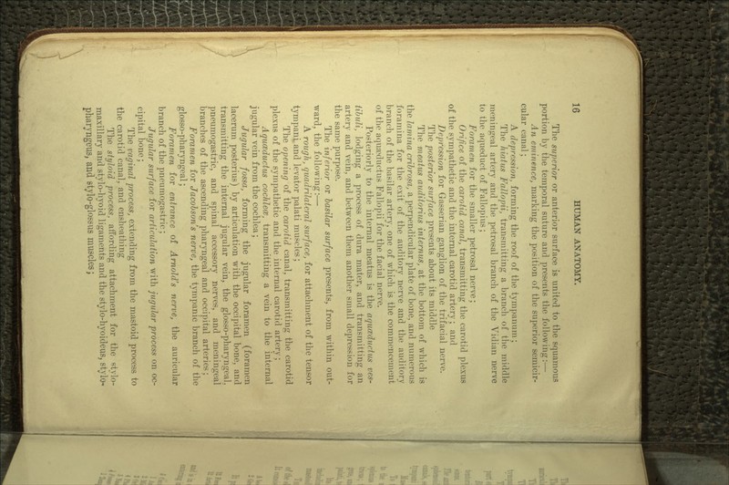 The superior or anterior surface is united to the squamous portion by the temporal suture and presents the following:— An eminence, marking the position of the superior semicir- cular canal; A depression, forming the roof of the tympanum; The hiatus Fallopii, transmitting a branch of the middle meningeal artery and the petrosal branch of the Vidian nerve to the aqueduct of Fallopius; Foramen for the smaller petrosal nerve; Orifice of the carotid canal, transmitting the carotid plexus of the sympathetic and the internal carotid artery; and Depression for Gasserian ganglion of the trifacial nerve. The posterior surface presents about its middle The meatus auditorius internus, at the bottom of which is the lamina cribrosa, a perpendicular plate of bone., and numerous foramina for the exit of the auditory nerve and the auditory branch of the basilar artery, one of which is the commencement of the aquacductus Fallopii for the facial nerve. Posteriorly to the internal meatus is the aquwductus ves- tibuli, lodging a process of dura mater, and transmitting an artery and vein, and between them another small depression for the same purpose. The inferior or basilar surface presents, from within out- ward, the following:— A rough, quadrilateral surface, for attachment of the tensor tympani and levator palati muscles; The opening of the carotid canal, transmitting the carotid plexus of the sympathetic and the internal carotid artery; Aquceductus cochlece, transmitting a vein to the internal jugular vein from the cochlea; Jugular fossa, forming the jugular foramen (foramen lacerum posterius) by articulation with the occipital bone, and transmitting the internal jugular vein, the glosso-pharyngeal. pneumogastric, and spinal accessory nerves, and meningeal branches of the ascending pharyngeal and occipital arteries; Foramen for Jacobsoris nerve, the tympanic branch of the glosso-pharyngeal; Foramen for entrance of Arnold's nerve, the auricular branch of the pneumogastric; Jugular surface for articulation with jugular process on oc- cipital bone; The vaginal process, extending from the mastoid process to the carotid canal, and ensheathing The styloid process, affording attachment for the stylo- maxillary and stylo-l^oid ligaments and the stylo-hyoideus, stylo- pharyngeus, and stylo-glossus muscles;