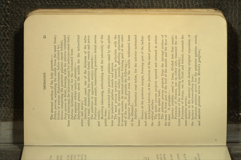 The internal surface of the body presents:— Palate process, separating the mouth from the nasal fossae; Orifice of antrum Higlimorianum, before alluded to; Groove completing the posterior palatine canals behind; Deep groove in front, forming, with the inferior turbinated bone and lachrymal, the lachrymal canal for lachrymo-nasal duct; Inferior turbinated crest for the turbinated bone. The superior orbital surface presents:— Infraorbital groove about the middle for the infraorbital artery and nerve; Anterior dental canal, one of the divisions of the infra- orbital canal, transmitting the anterior dental vessels and nerve. The posterior or zygomatic surface presents:— Posterior dental canals, transmitting posterior dental nerves and vessels; Maxillary tuberosity, articulating with the tuberosity of the palate bone; Groove, converted into posterior palatine canal by the palate bone for posterior palatine vessels and nerves. The nasal process projects upward to articulate with the frontal bone, its external surface smooth, affording attachment to several muscles, its internal surface forming part of the outer wall of the nose. It presents the following:— Superior turbinated crest, for the middle turbinated bone of the ethmoid; Inferior turbinated cresl below, for the inferior turbinated bone; Groove at the posterior margin, forming part of the lachry- mal canal; Lachrymal tubercle, at the junction of the nasal process with the orbital surface. The malar process projects upward and outward to articu- late with the malar bone. The palatine process projects from the internal surface of the bone to form part of the roof of the mouth and the floor of the nose. It presents:— Anterior palatine canal or fossa, divided into four canals; Foramina of Stenson, one on either side, transmit the an- terior branch of the descending palatine artery; Foramina of Scarpa, one in front and behind, transmit the naso-palatine nerves; Suture in the anterior part showing original separation of the incisive or intermaxillary bone; Posterior palatine groove for the posterior palatine vessels, and anterior palatine nerves from Meckel's ganglion;